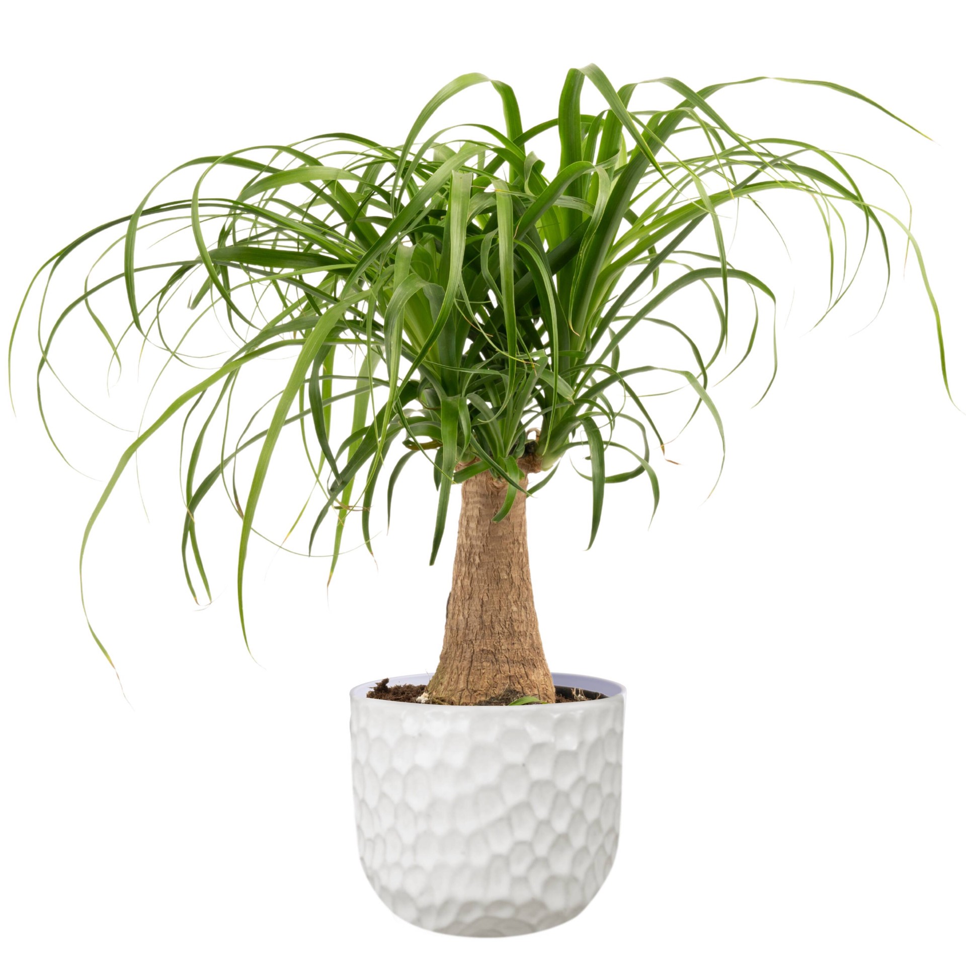 slide 1 of 6, Lowe's White Ponytail Palm House plant in 1.4 Quart(s) Planter 1 -Pack, 1 ct