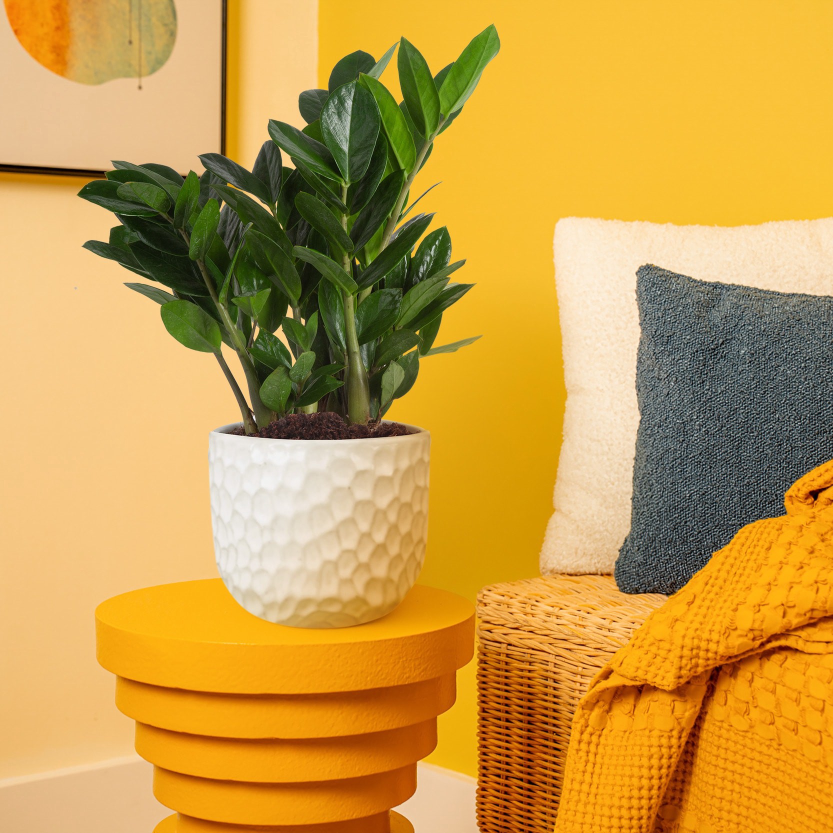 slide 3 of 6, Lowe's Zamioculcas House plant in 1.4 Quart(s) Planter 1 -Pack, 1 ct