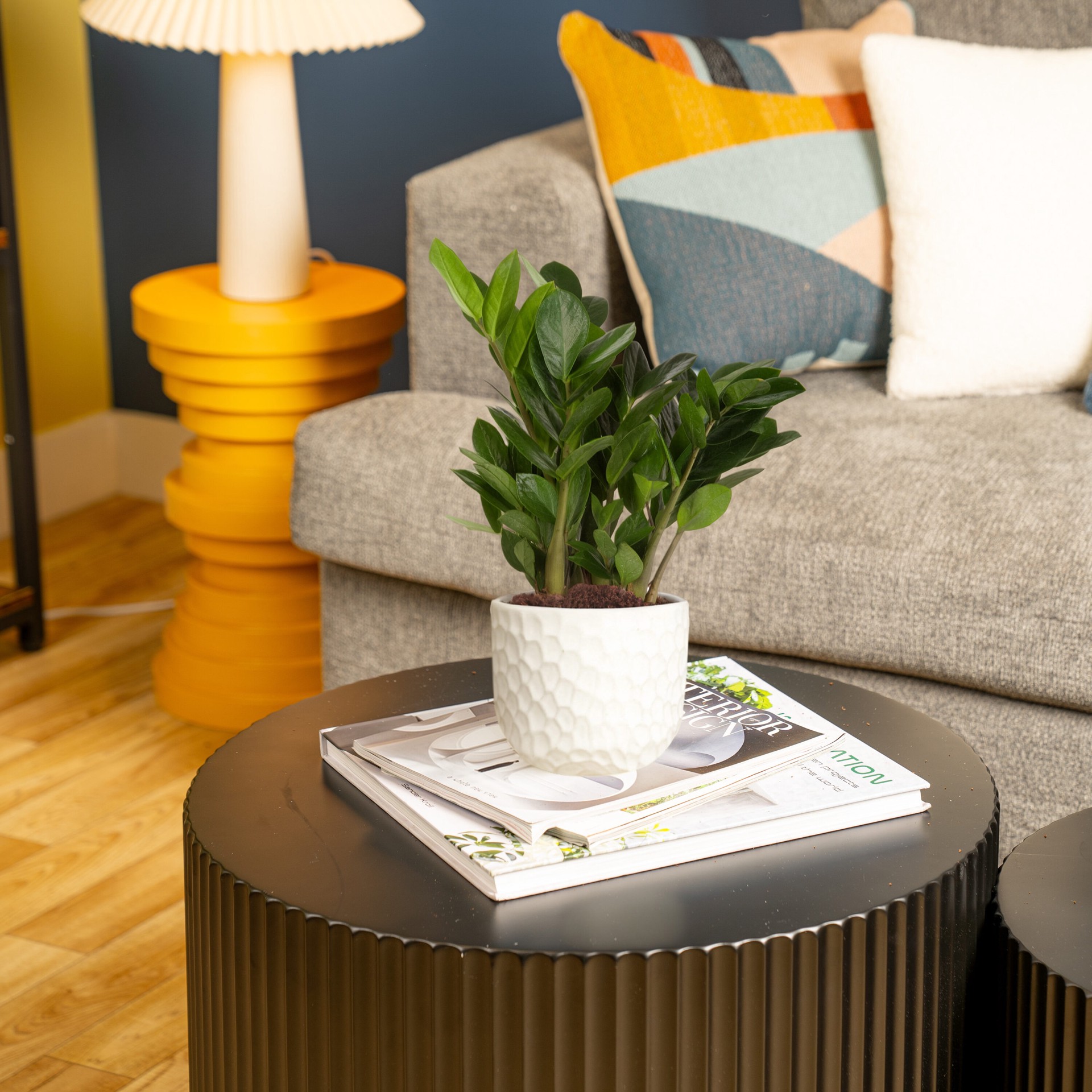 slide 4 of 6, Lowe's Zamioculcas House plant in 1.4 Quart(s) Planter 1 -Pack, 1 ct