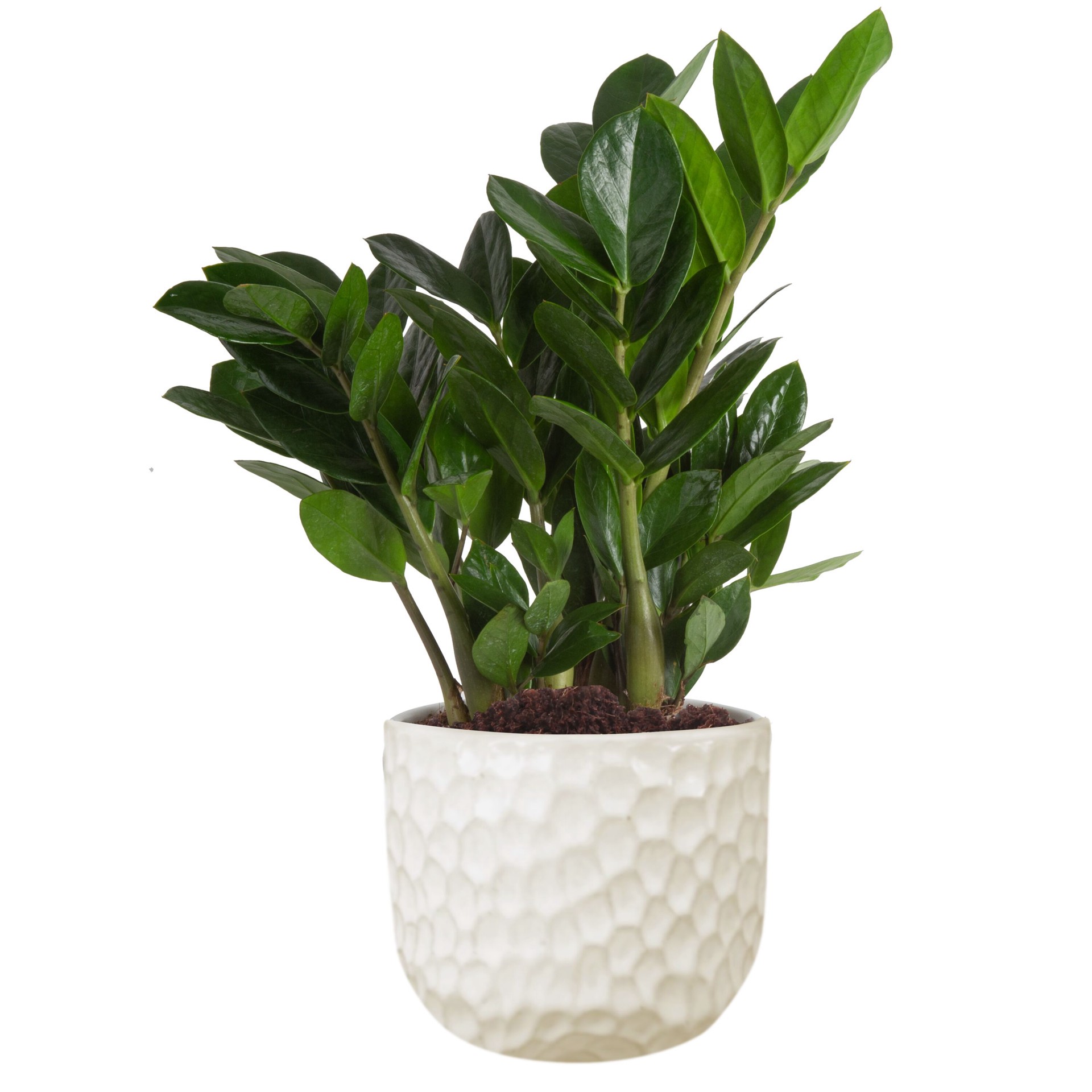 slide 1 of 6, Lowe's Zamioculcas House plant in 1.4 Quart(s) Planter 1 -Pack, 1 ct