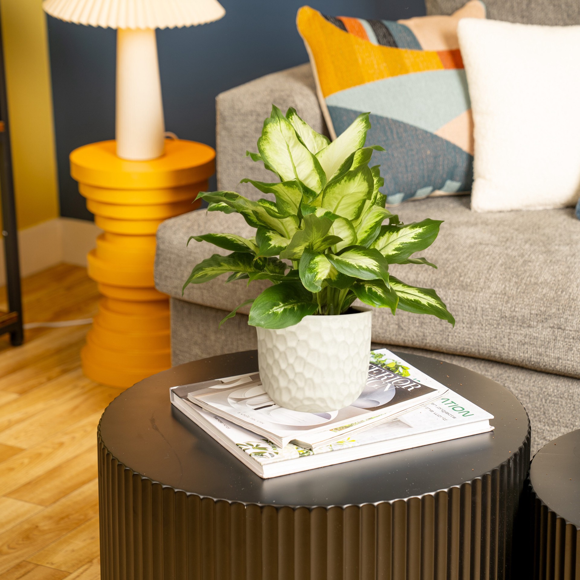 slide 3 of 6, Lowe's Dieffenbachia House plant in 1.4 Quart(s) Planter 1 -Pack, 1 ct