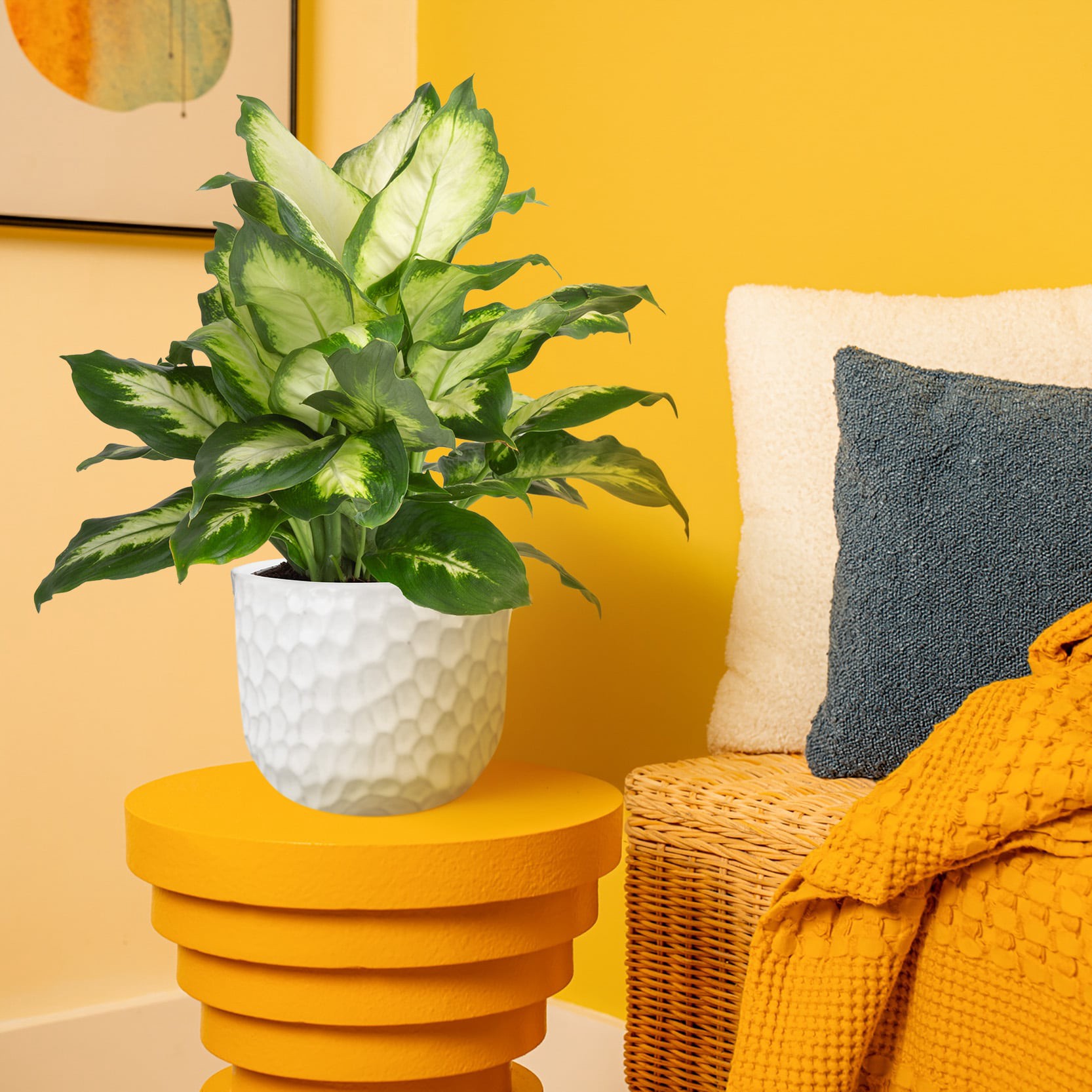 slide 4 of 6, Lowe's Dieffenbachia House plant in 1.4 Quart(s) Planter 1 -Pack, 1 ct