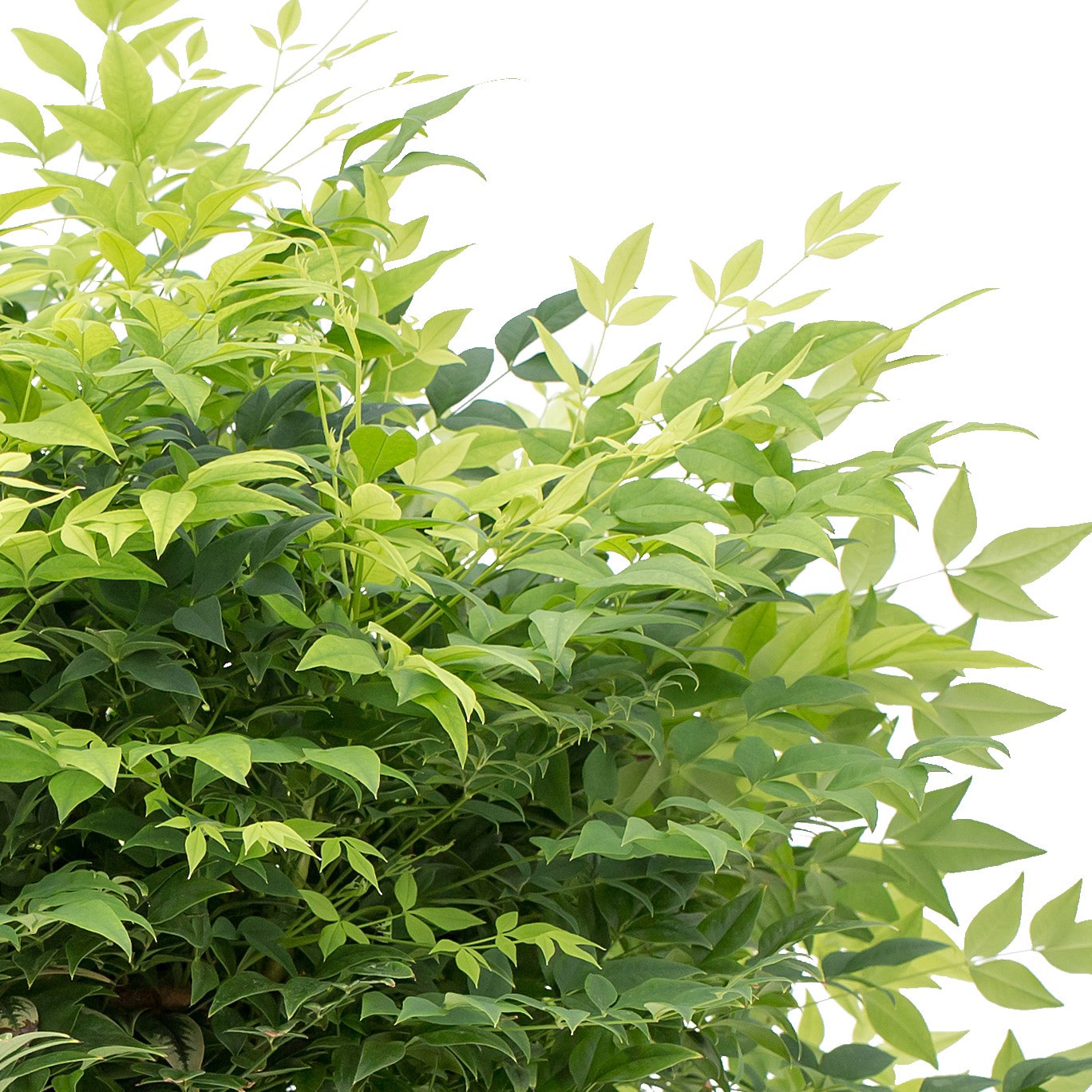 slide 2 of 4, Lowe's Lime Nandina Accent Shrub in 2 -Gallon Pot 1 -Pack with White Blooms, 1 ct