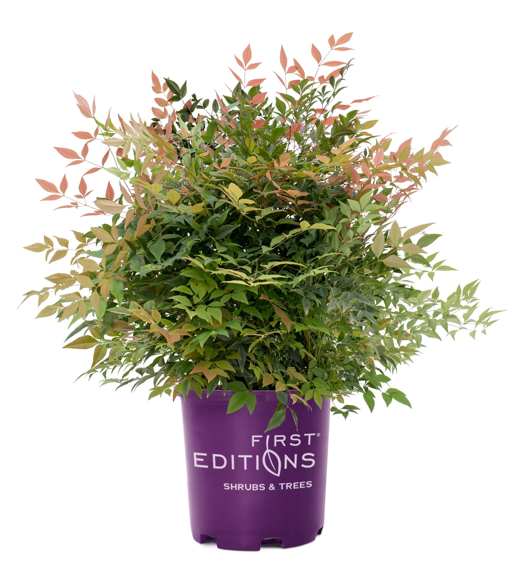 slide 1 of 4, Lowe's Pomegranate Nandina Accent Shrub in 2 -Gallon Pot 1 -Pack with White Blooms, 1 ct
