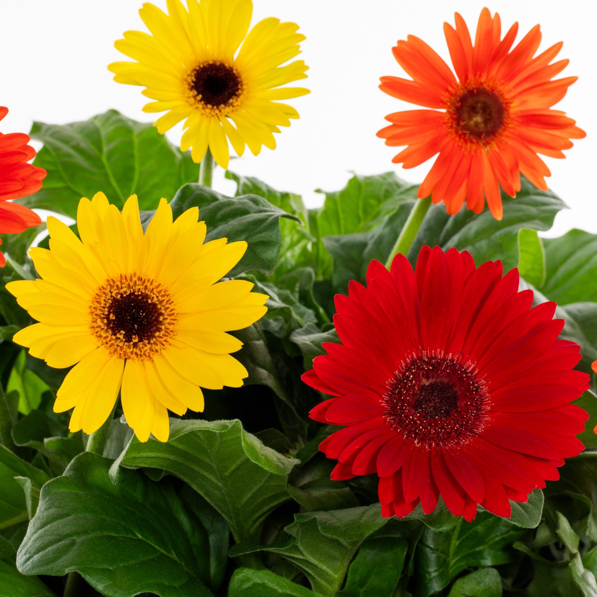 slide 2 of 4, Lowe's Gerbera Daisy in 2.5 Gallon(s), 1 ct