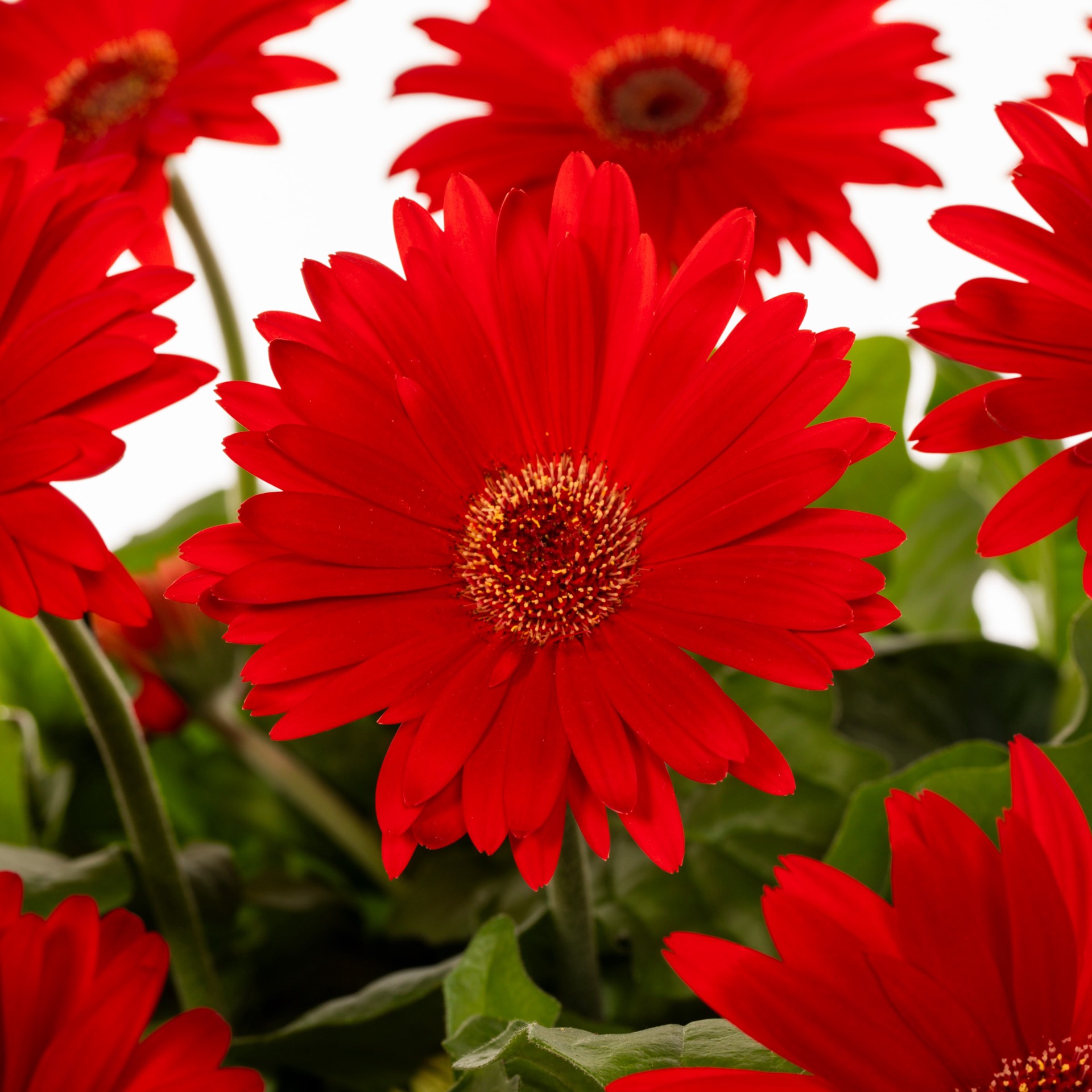 slide 3 of 4, Lowe's Gerbera Daisy in 2.5 Gallon(s), 1 ct