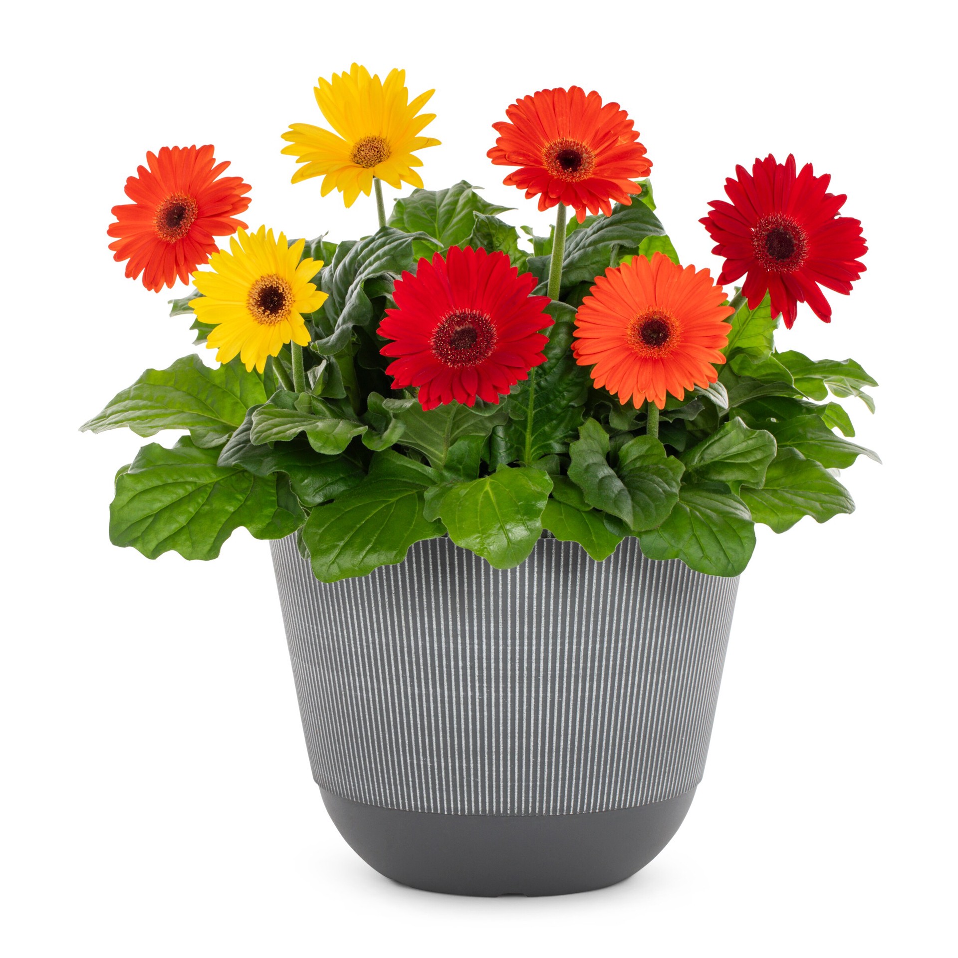 slide 1 of 4, Lowe's Gerbera Daisy in 2.5 Gallon(s), 1 ct