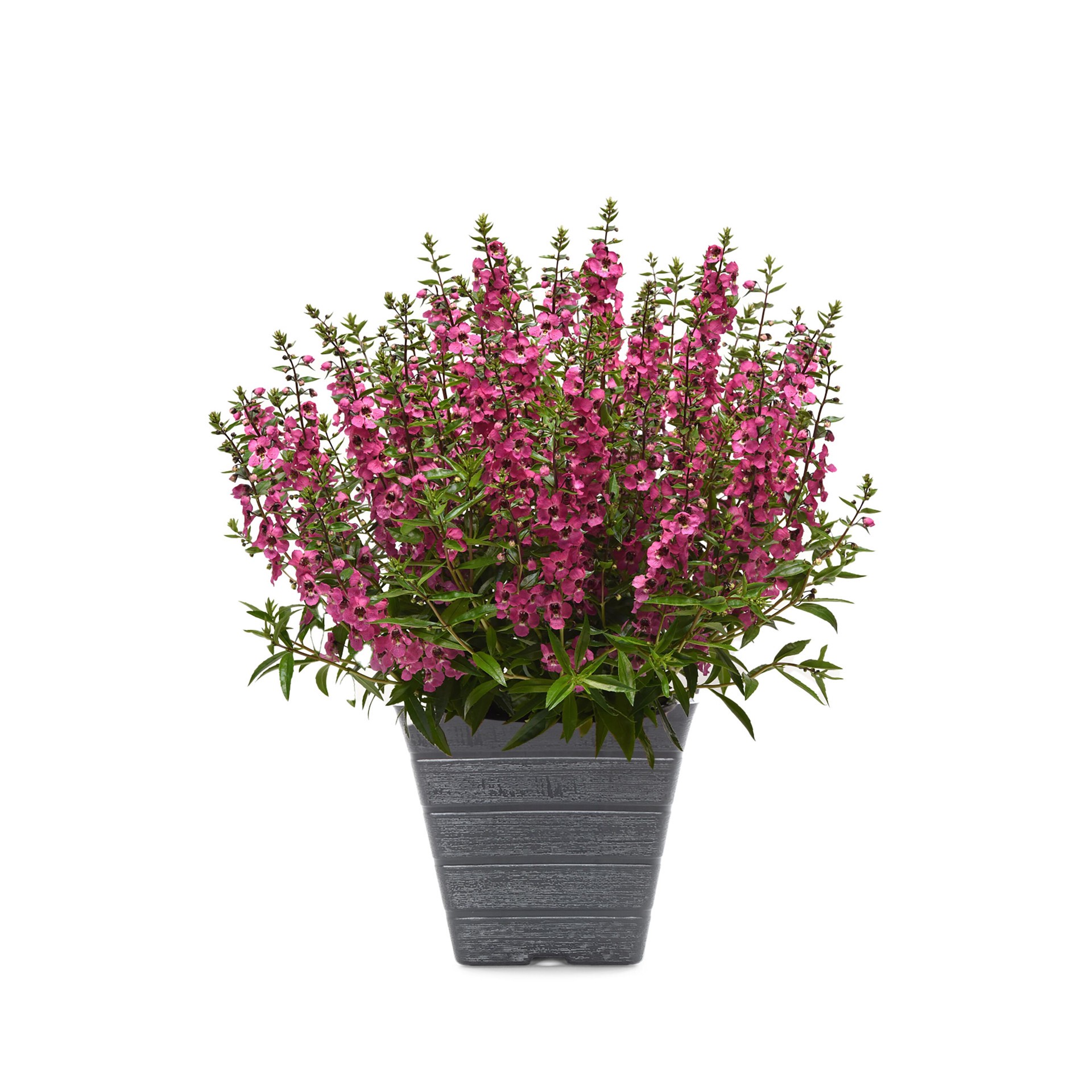 slide 1 of 4, Lowe's Pink Snapdragon in 1 Gallon(s) Planter 1 -Pack, 1 ct
