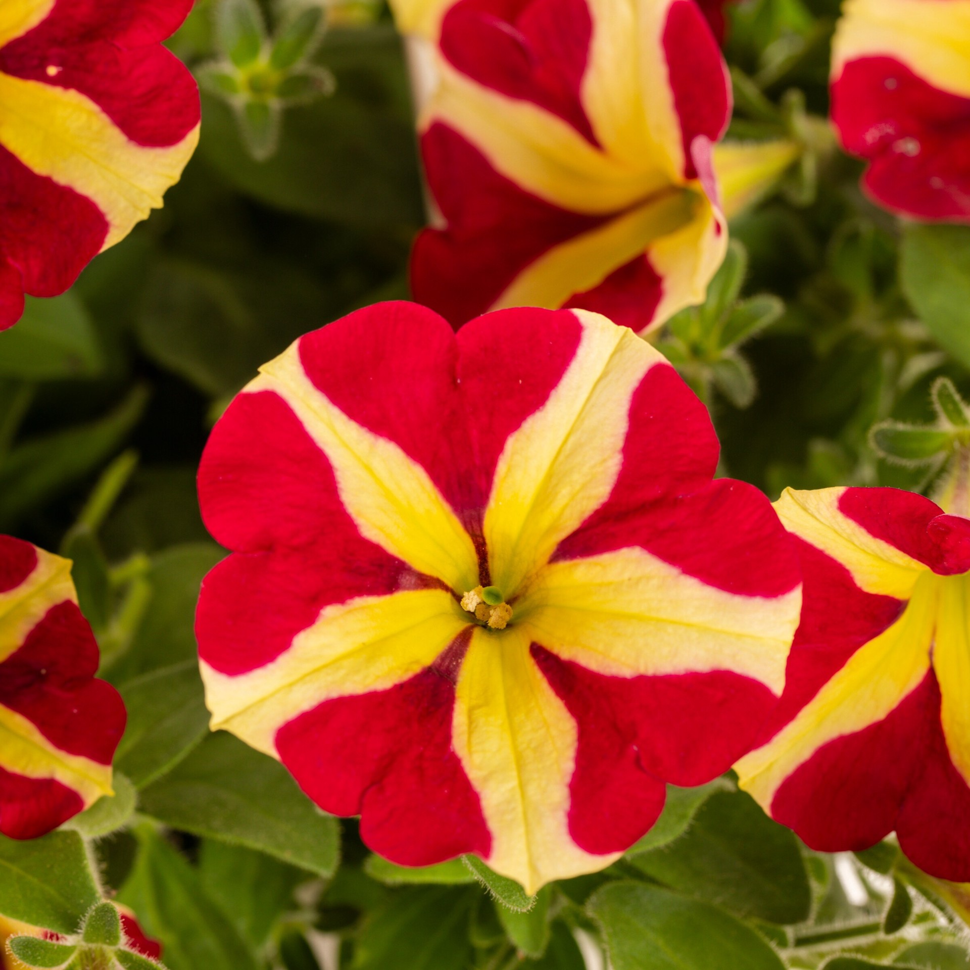 slide 2 of 4, Lowe's Multicolor PETUNIA in 4 Gallon(s) Planter 7 -Pack, 1 ct