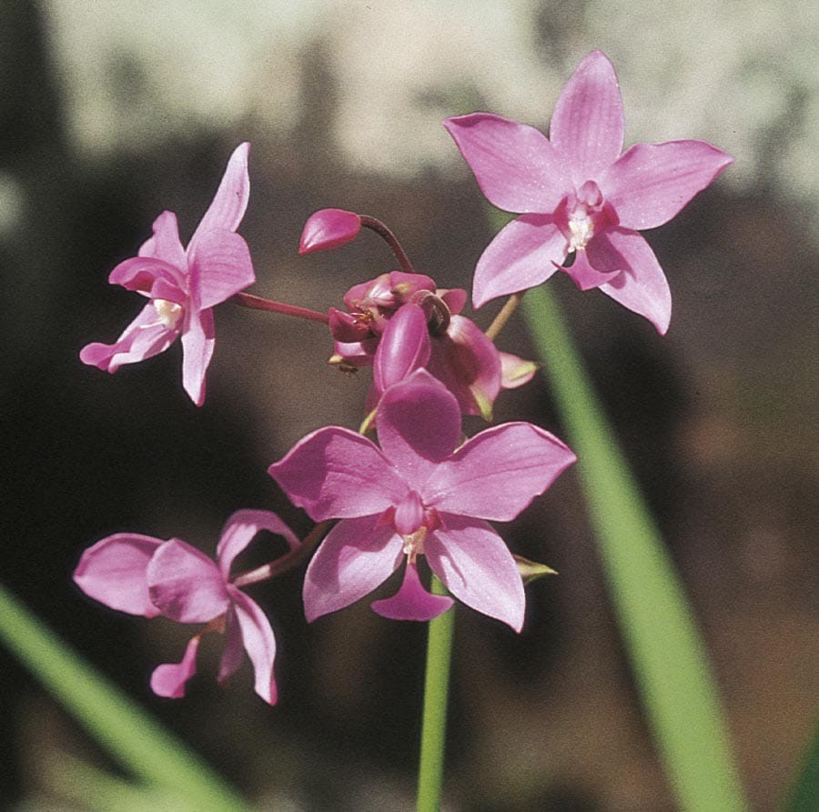 slide 2 of 3, Lowe's Ground Orchid Shrub in 2.5 -Quart with Pink Blooms, 1 ct