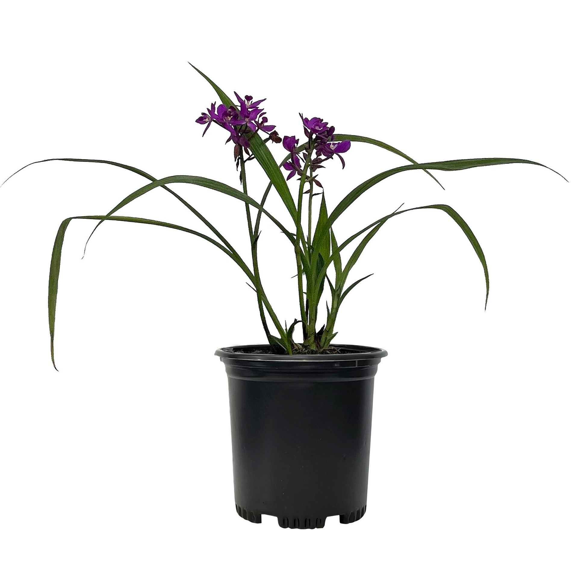 slide 3 of 3, Lowe's Ground Orchid Shrub in 2.5 -Quart with Pink Blooms, 1 ct