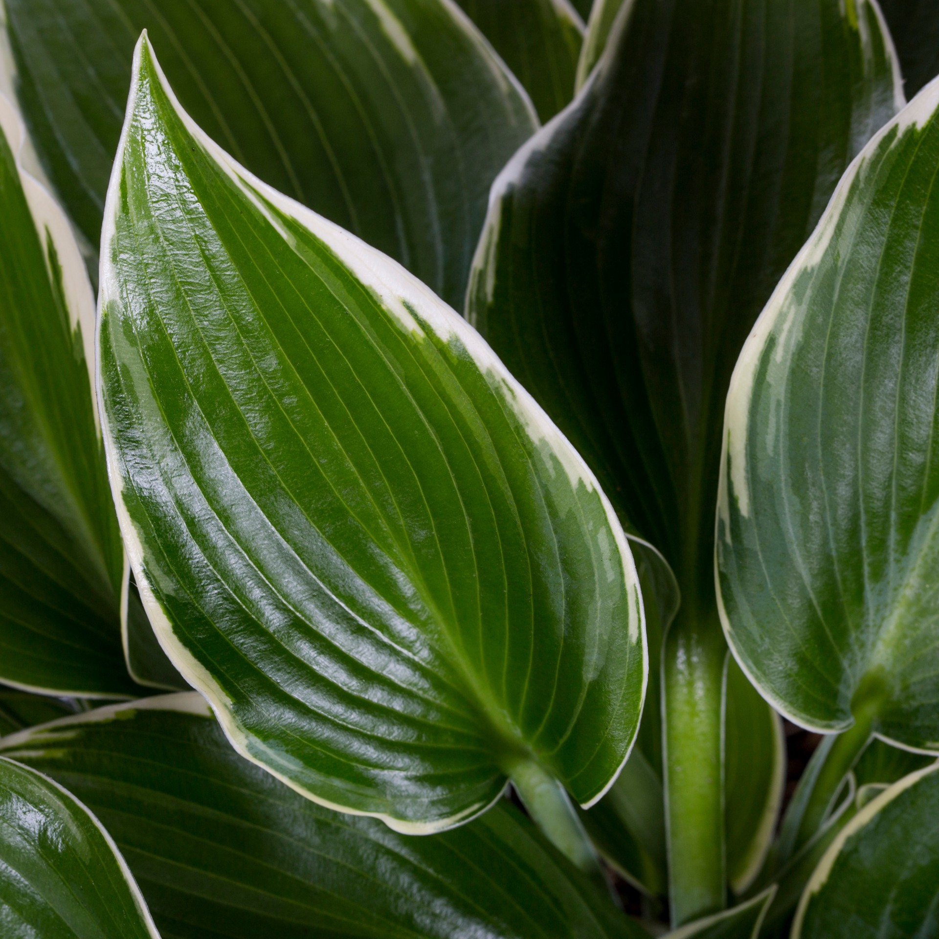 slide 2 of 4, Lowe's Libby Hosta Plant in 1 -Quart Pot 1 -Pack, 1 ct