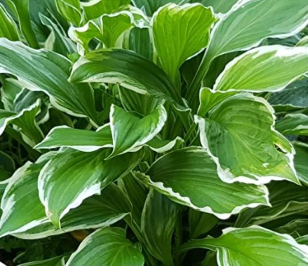 slide 3 of 4, Lowe's Libby Hosta Plant in 1 -Quart Pot 1 -Pack, 1 ct