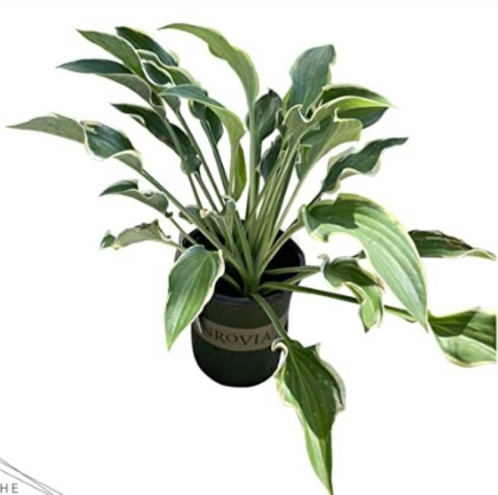 slide 4 of 4, Lowe's Libby Hosta Plant in 1 -Quart Pot 1 -Pack, 1 ct