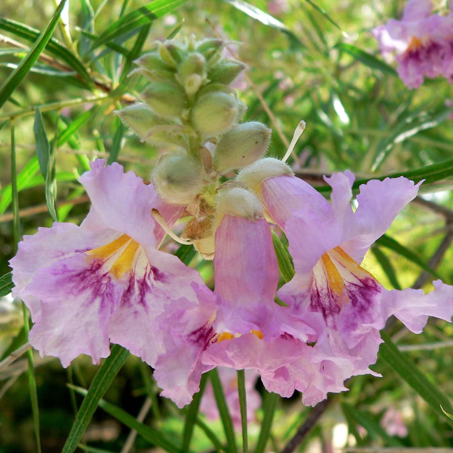 slide 2 of 4, Monrovia 3.58 -Gallon Pink Feature Sweet Bubba Desert Willow In pot (with soil), 1 ct