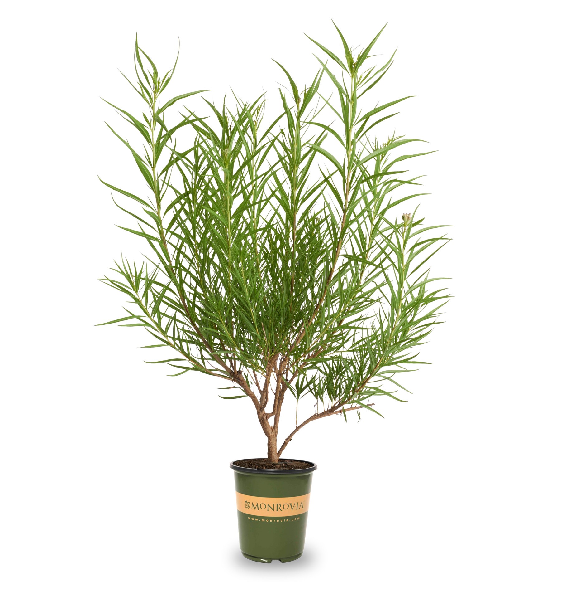 slide 1 of 4, Monrovia 3.58 -Gallon Pink Feature Sweet Bubba Desert Willow In pot (with soil), 1 ct