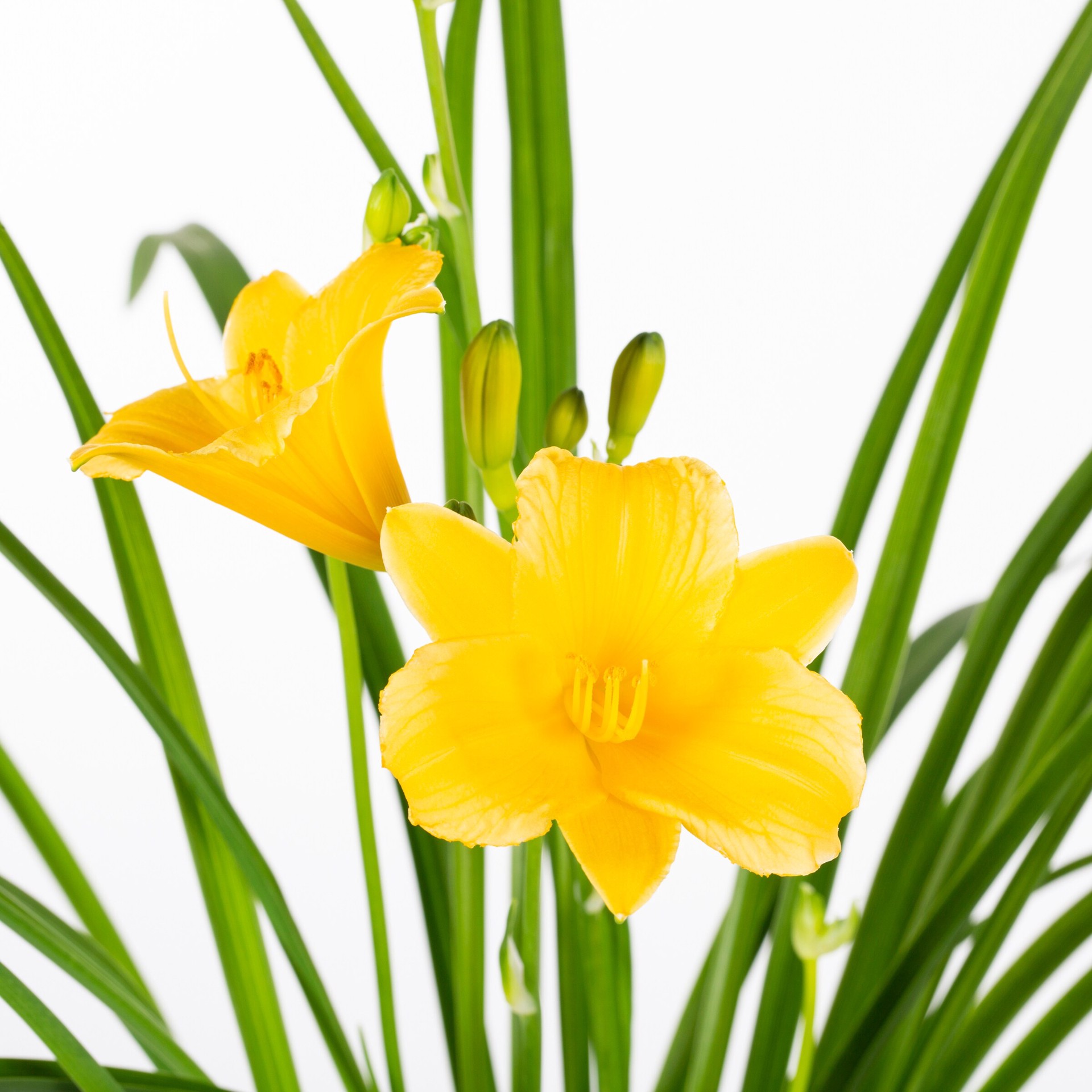 slide 2 of 4, Lowe's Yellow Stella Daylily Plant in 1.00 -Quart Pot 1.0 -Pack, 1 ct