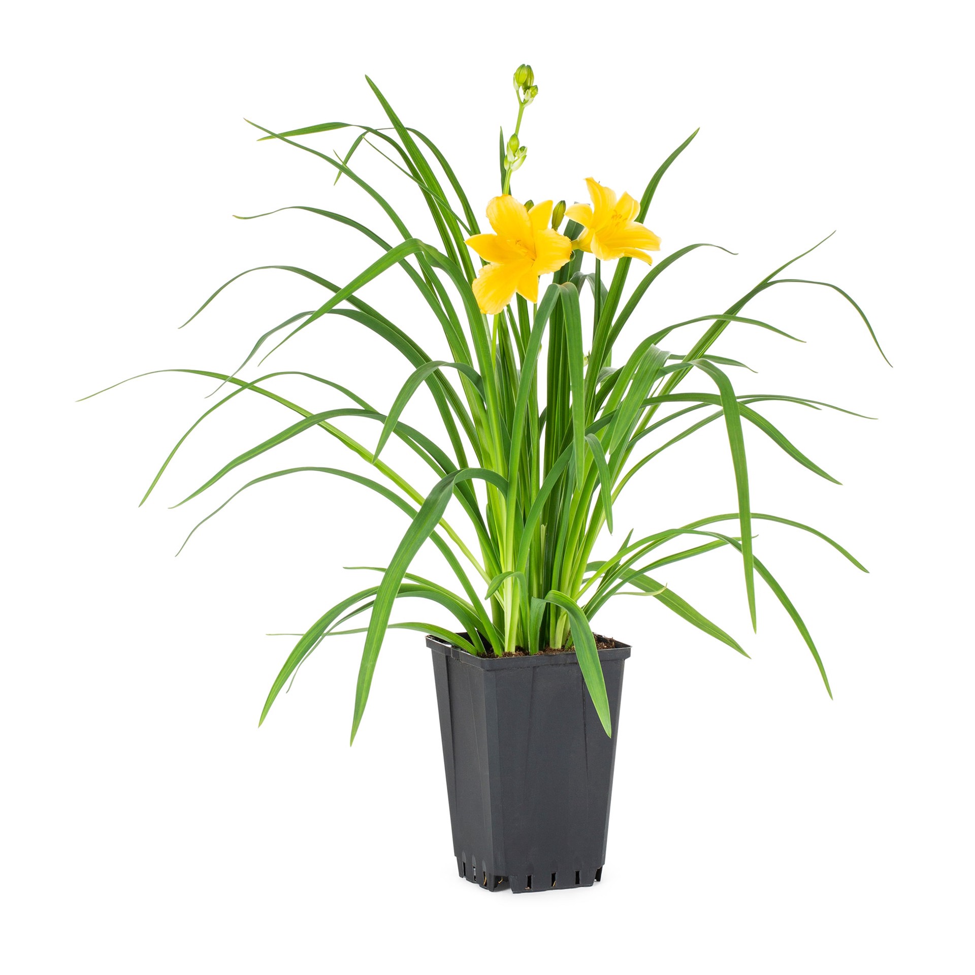 slide 1 of 4, Lowe's Yellow Stella Daylily Plant in 1.00 -Quart Pot 1.0 -Pack, 1 ct