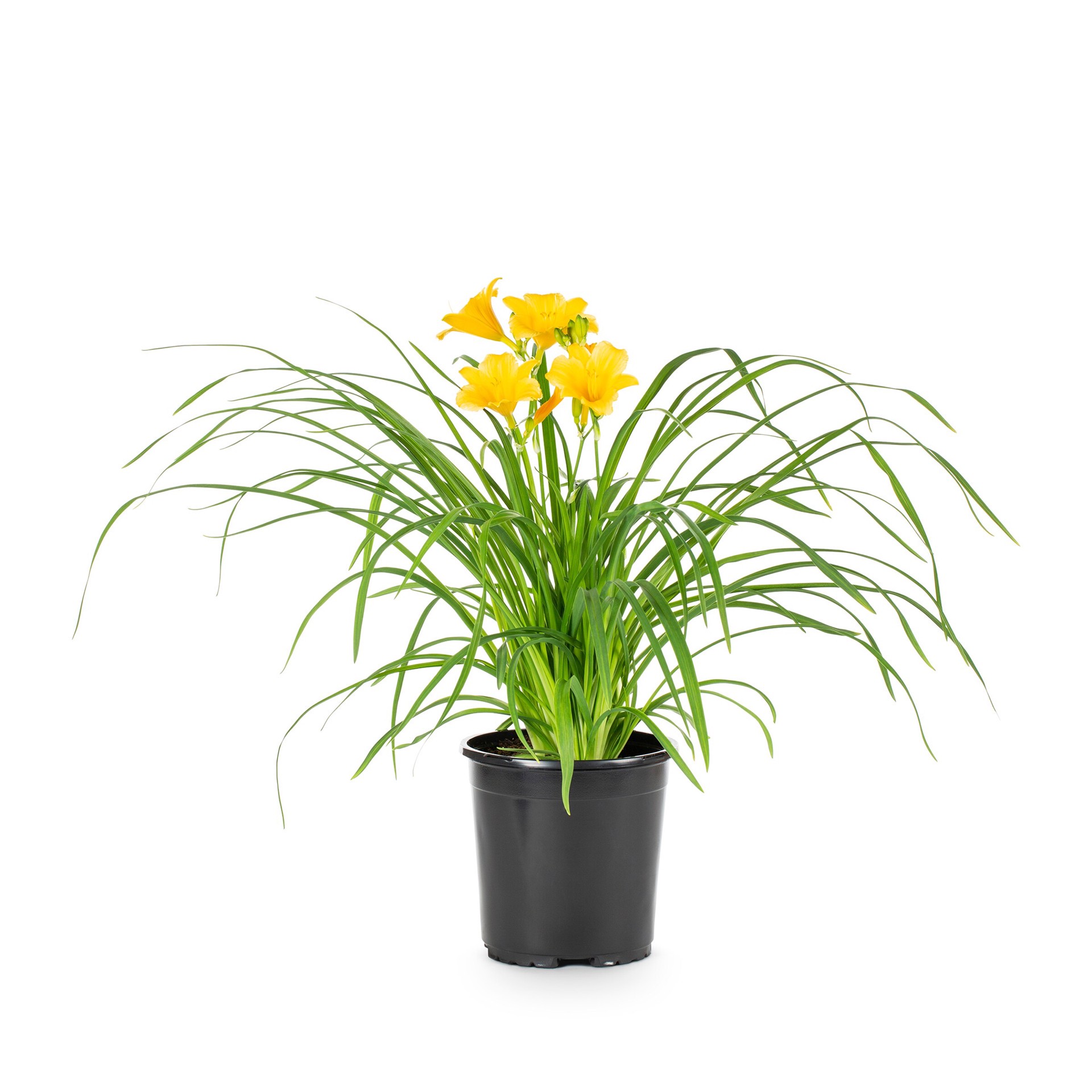 slide 1 of 2, Lowe's Yellow Stella Daylily Plant in 2.5-Quart Pot, 1 ct