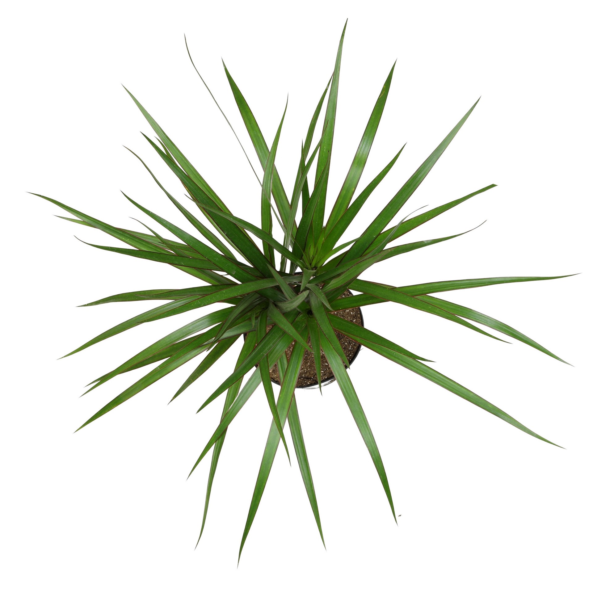slide 1 of 1, Dracaena House plant in 1.5 Gallon(s) Pot 1 -Pack, 1 ct