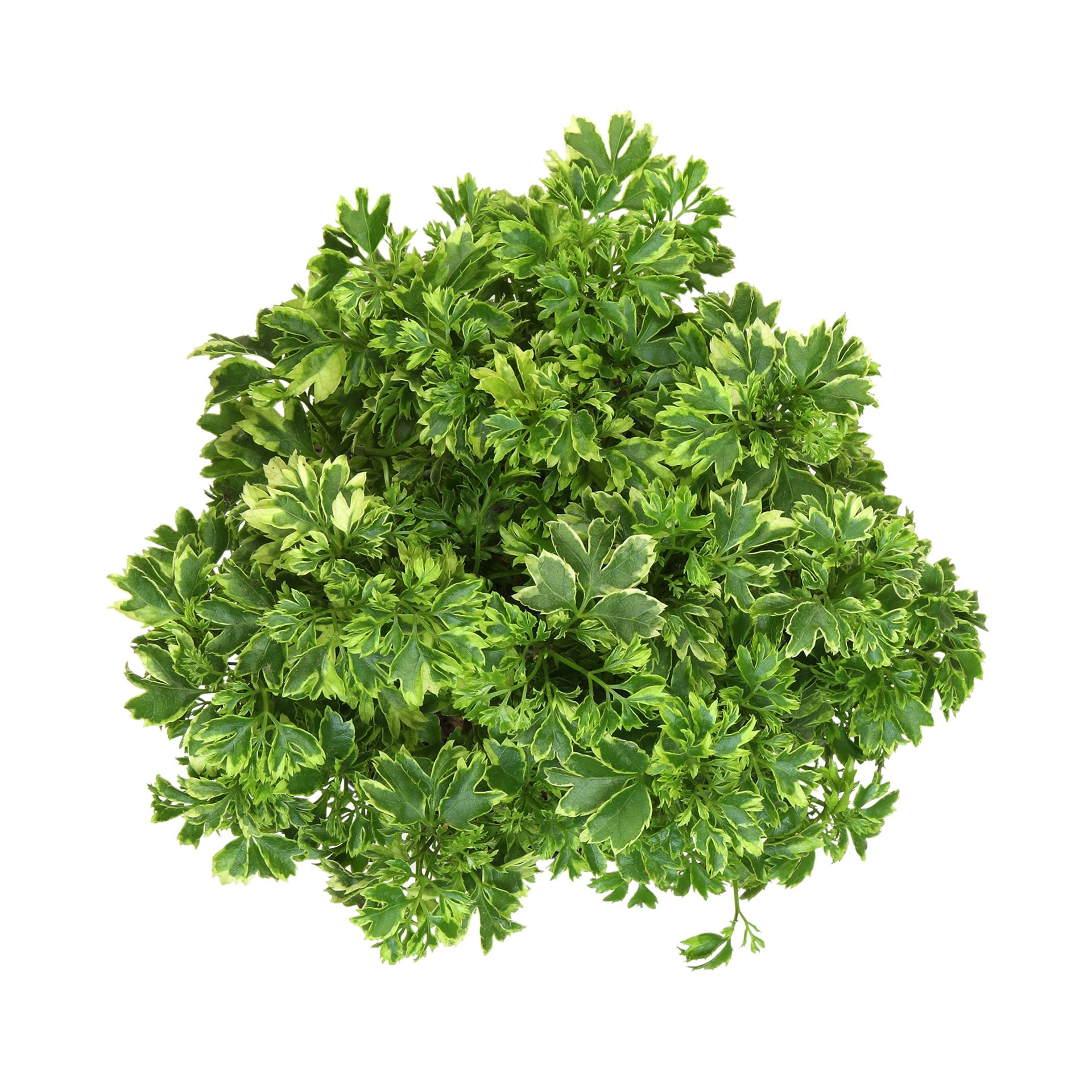 slide 2 of 2, Lowe's Bonsai House plant in 3.25 Quart(s), 1 ct