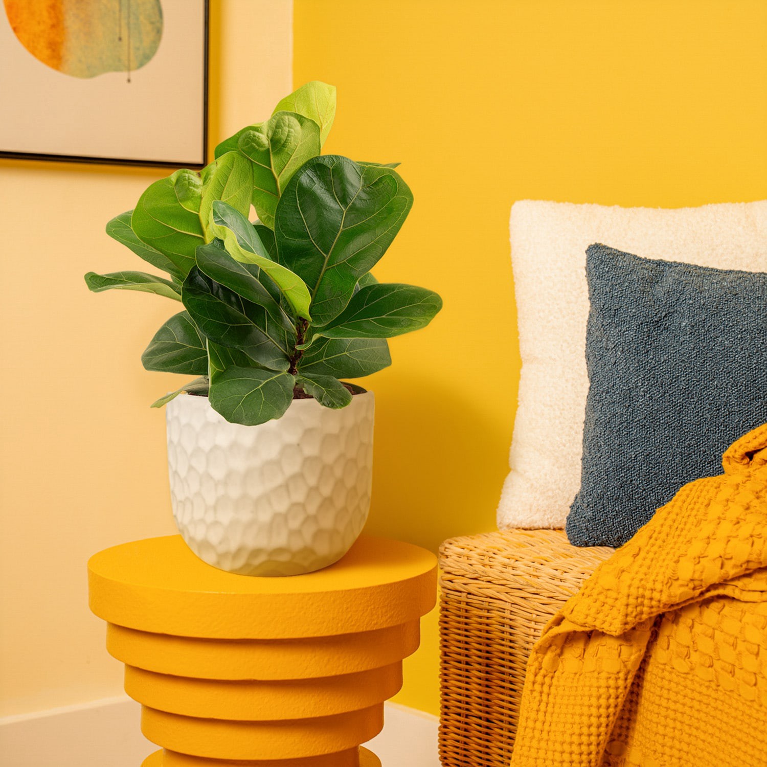 slide 3 of 6, Lowe's Fiddleleaf Fig House plant in 1.4 Quart(s) Planter 1 -Pack, 1 ct