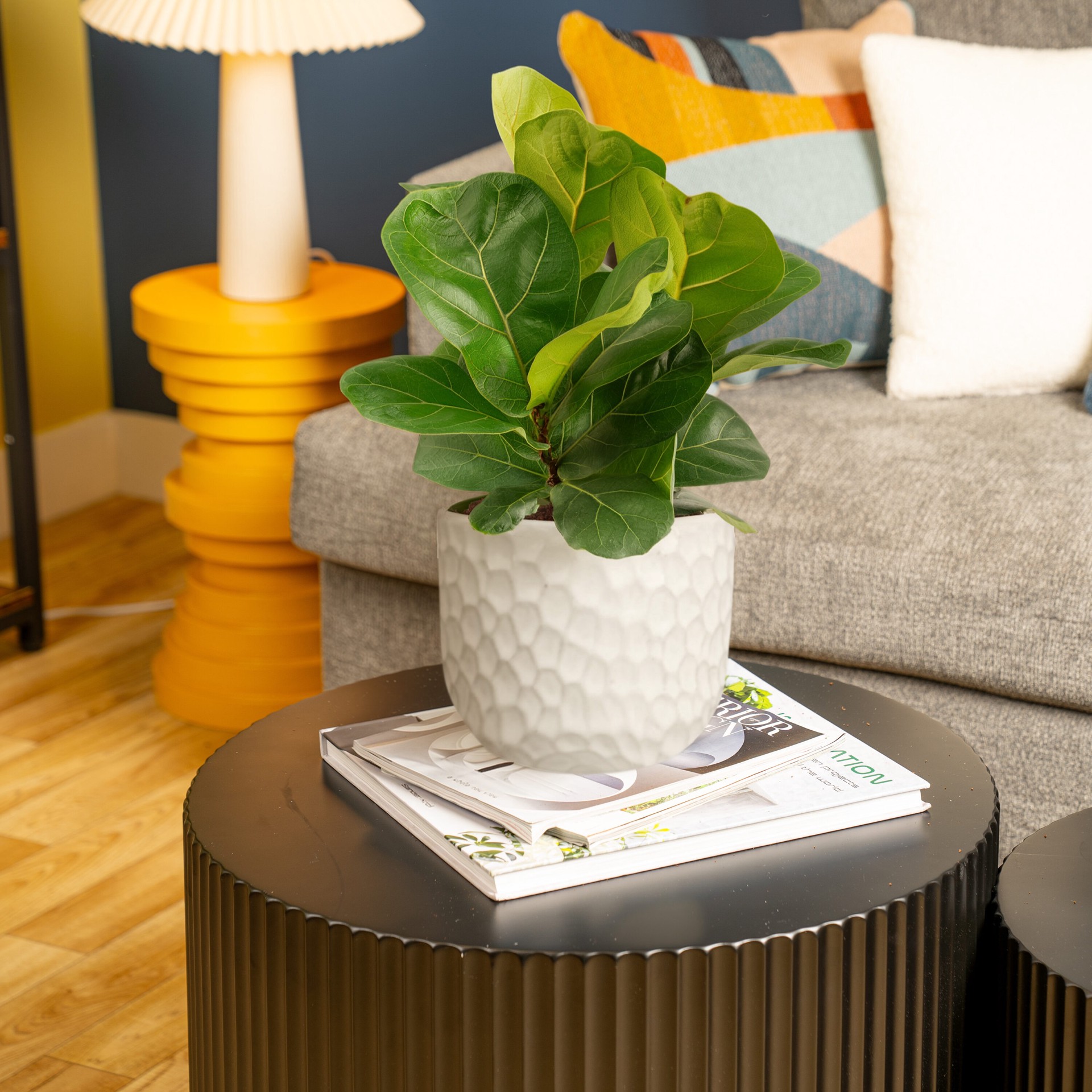 slide 4 of 6, Lowe's Fiddleleaf Fig House plant in 1.4 Quart(s) Planter 1 -Pack, 1 ct