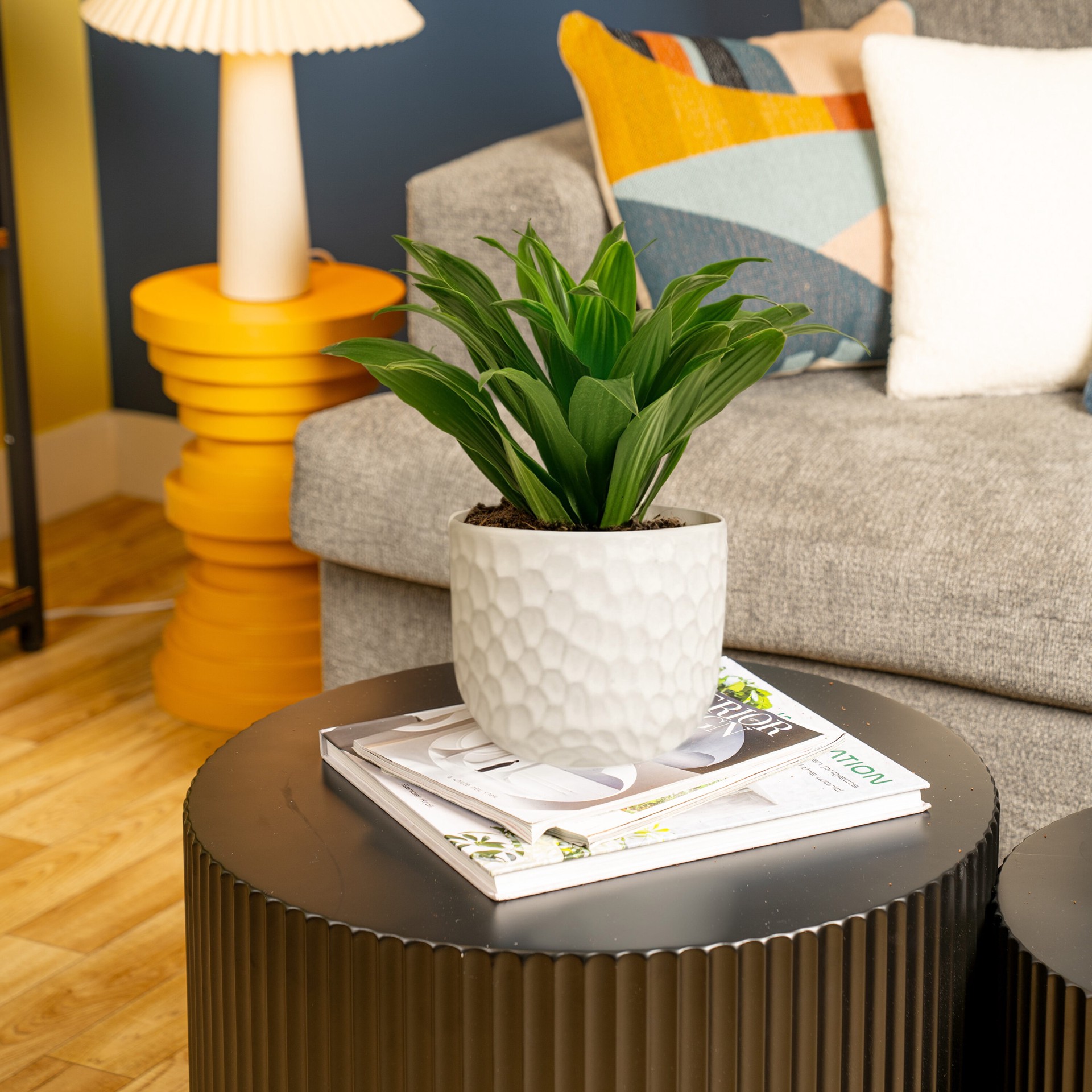 slide 3 of 6, Lowe's Dracaena House plant in 1.4 Quart(s) Planter 1 -Pack, 1 ct