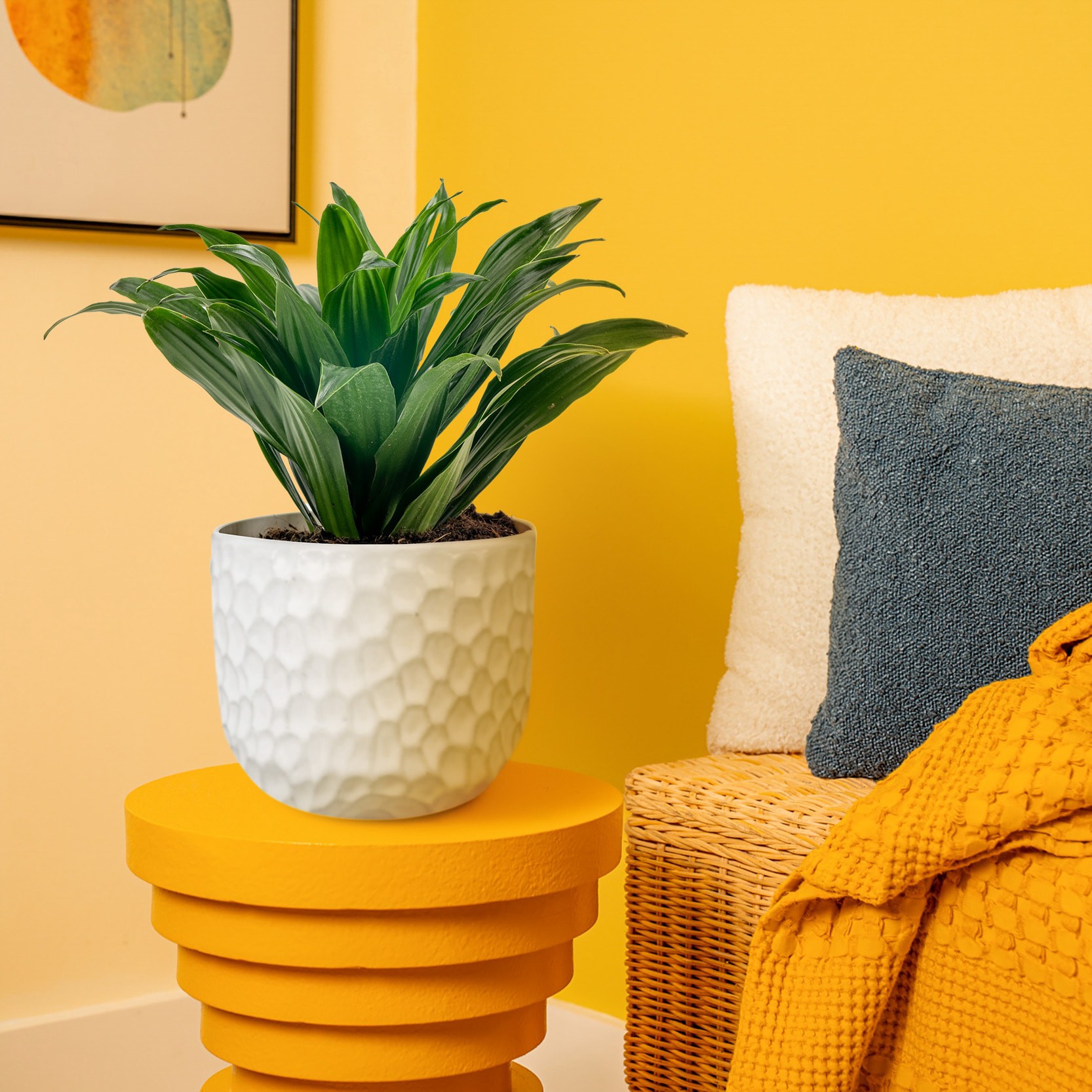 slide 4 of 6, Lowe's Dracaena House plant in 1.4 Quart(s) Planter 1 -Pack, 1 ct