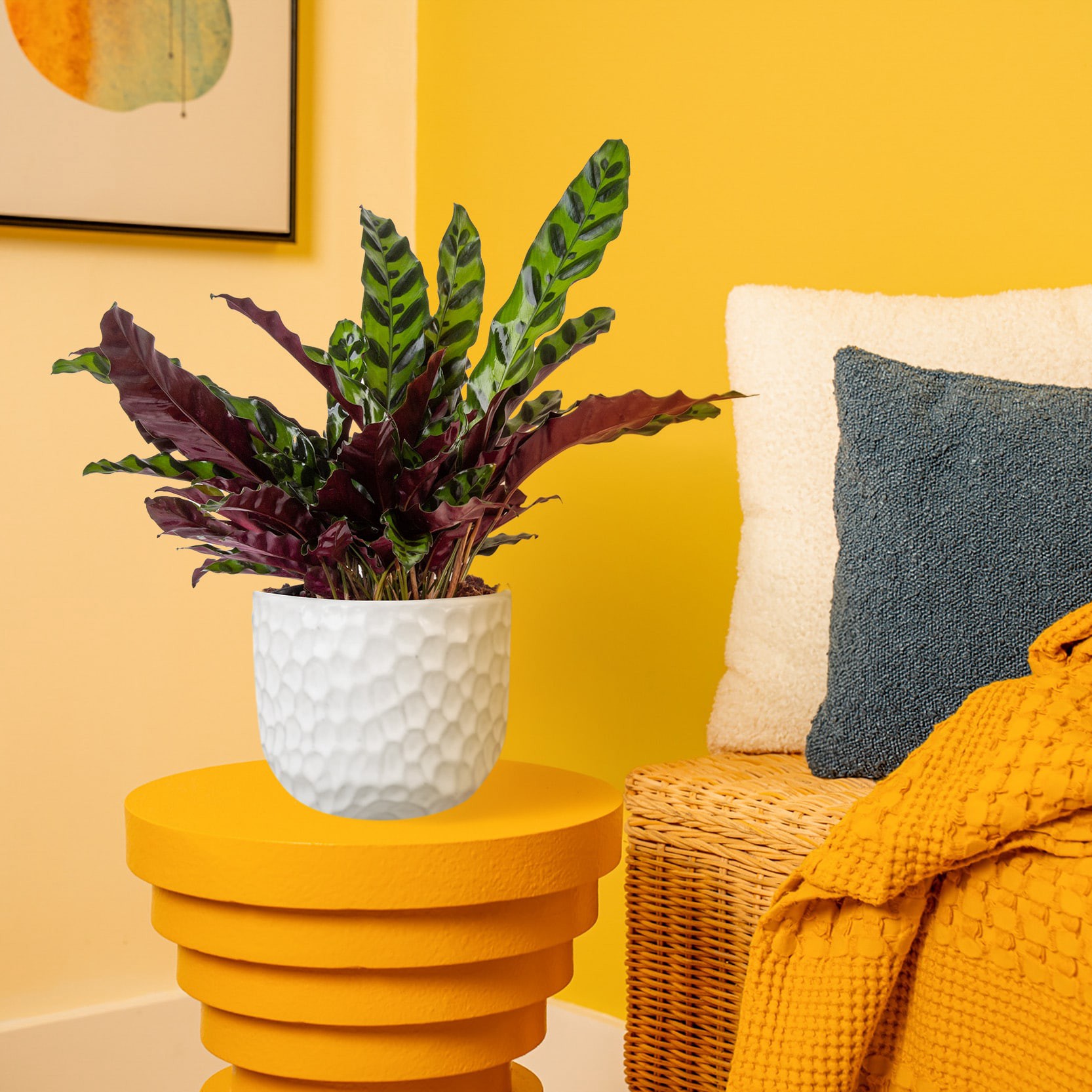 slide 3 of 6, Lowe's Calathea House plant in 1.4 Quart(s) Planter 1 -Pack, 1 ct