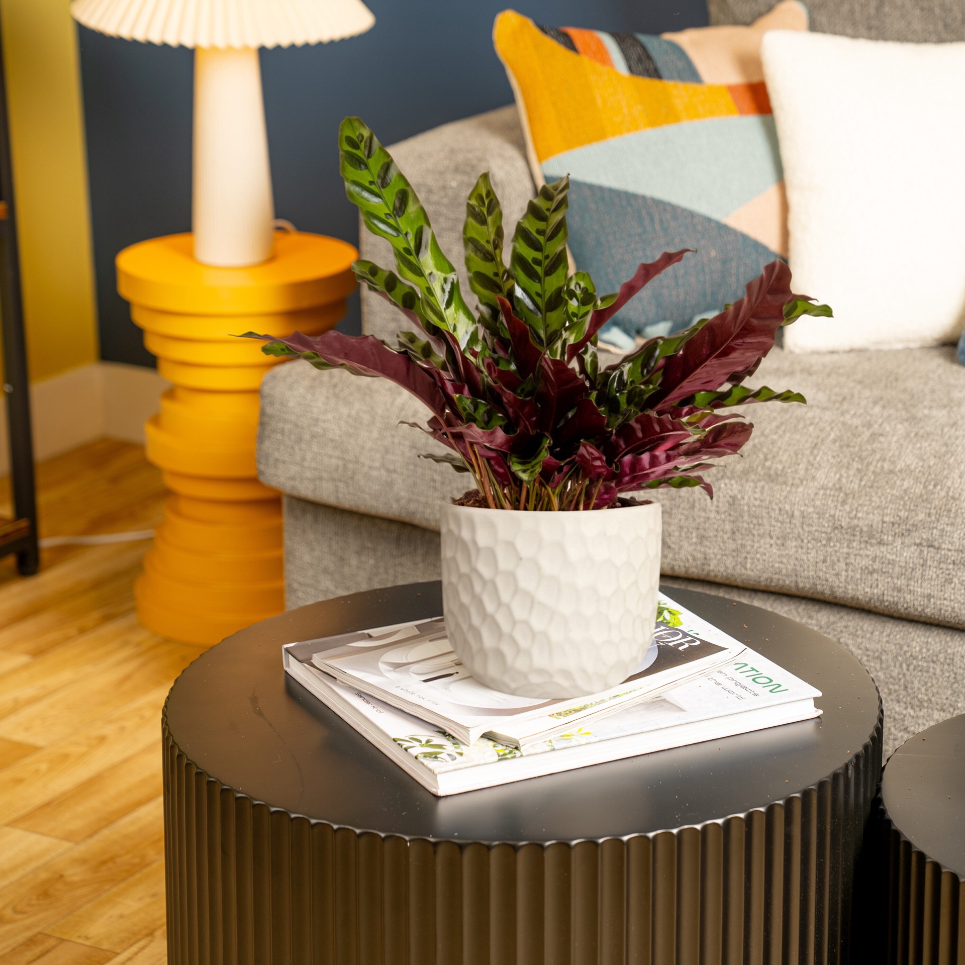 slide 4 of 6, Lowe's Calathea House plant in 1.4 Quart(s) Planter 1 -Pack, 1 ct