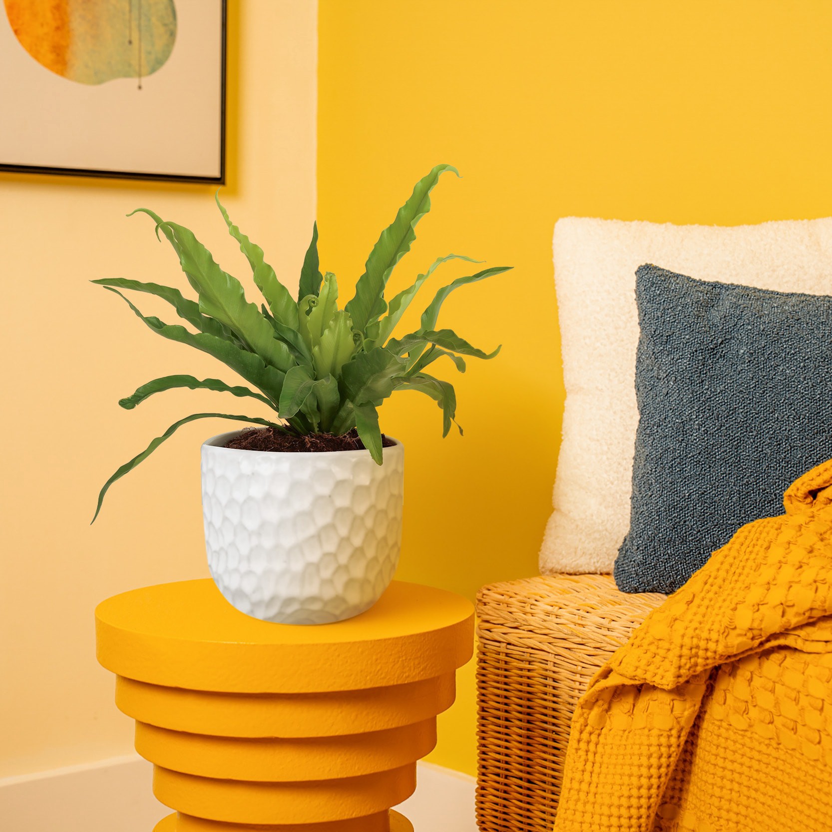 slide 4 of 6, Lowe's Bird's Nest Fern House plant in 1.4 Quart(s) Planter 1 -Pack, 1 ct