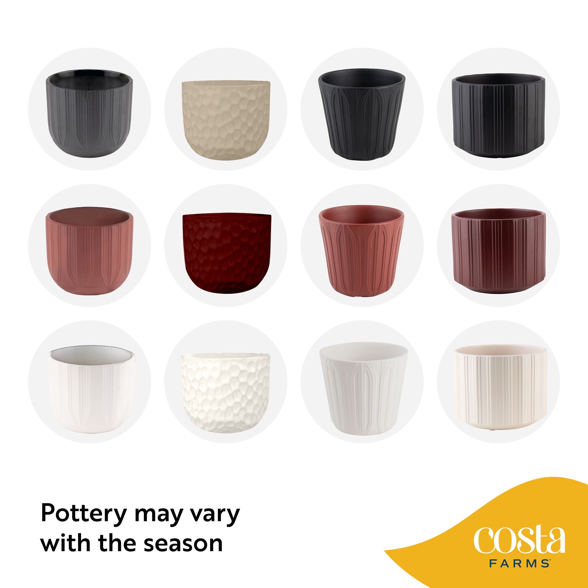 slide 5 of 6, Lowe's Bird's Nest Fern House plant in 1.4 Quart(s) Planter 1 -Pack, 1 ct