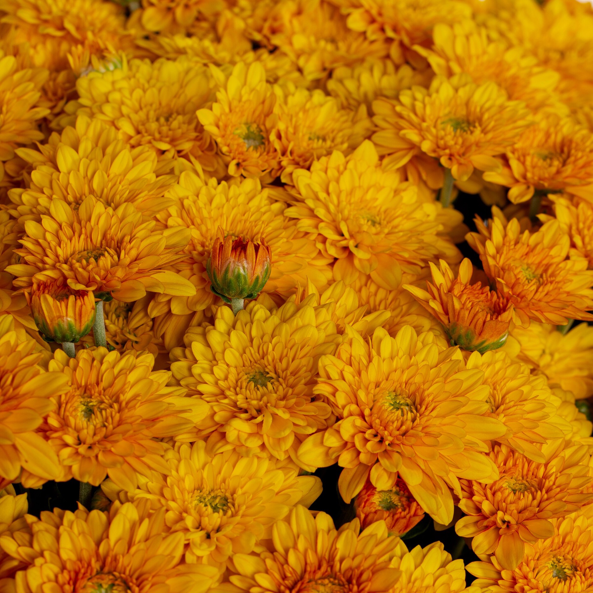 slide 2 of 4, Lowe's Orange Mum in 1 Gallon(s) Pot 1 -Pack, 1 ct