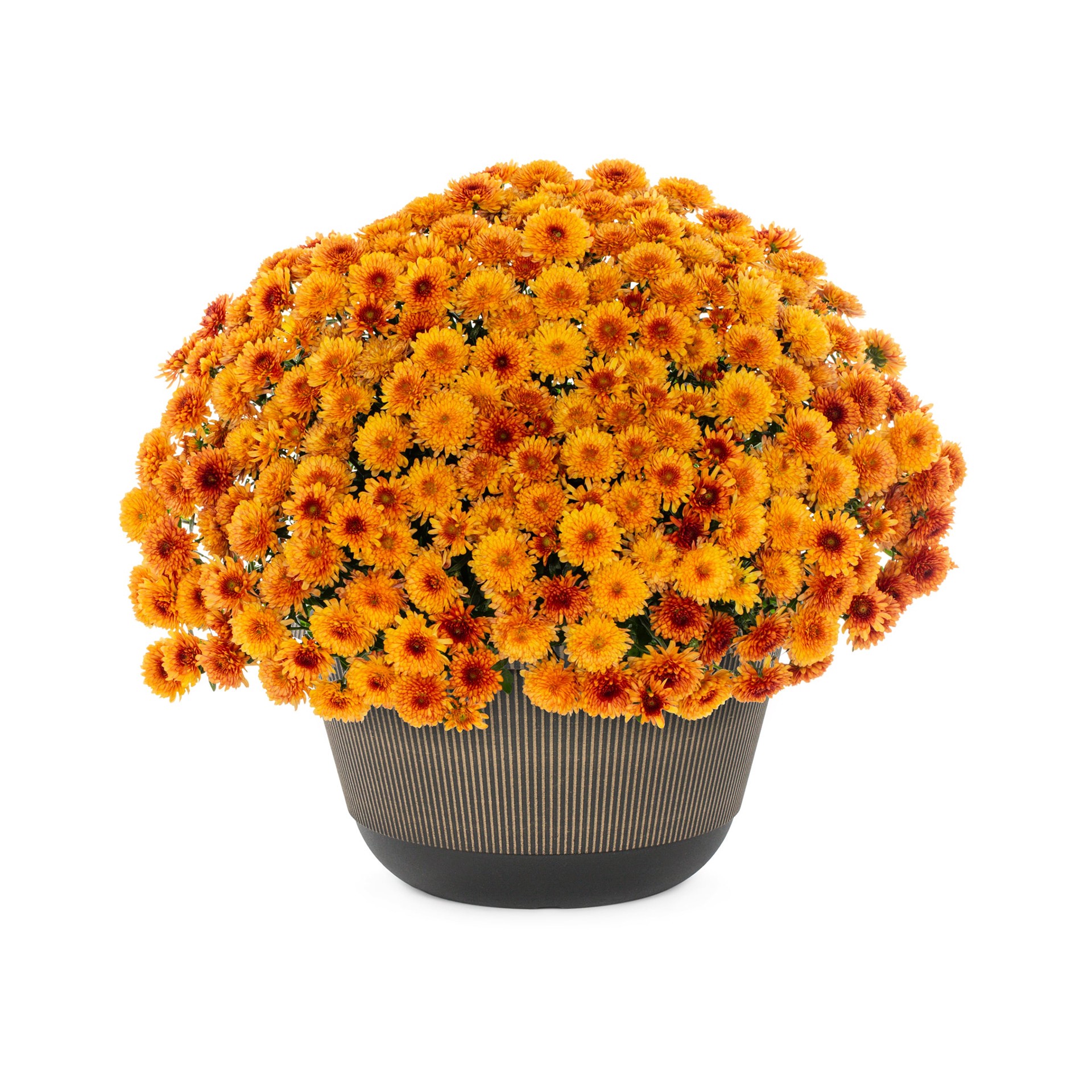 slide 3 of 4, Lowe's Orange Mum in 1 Gallon(s) Pot 1 -Pack, 1 ct