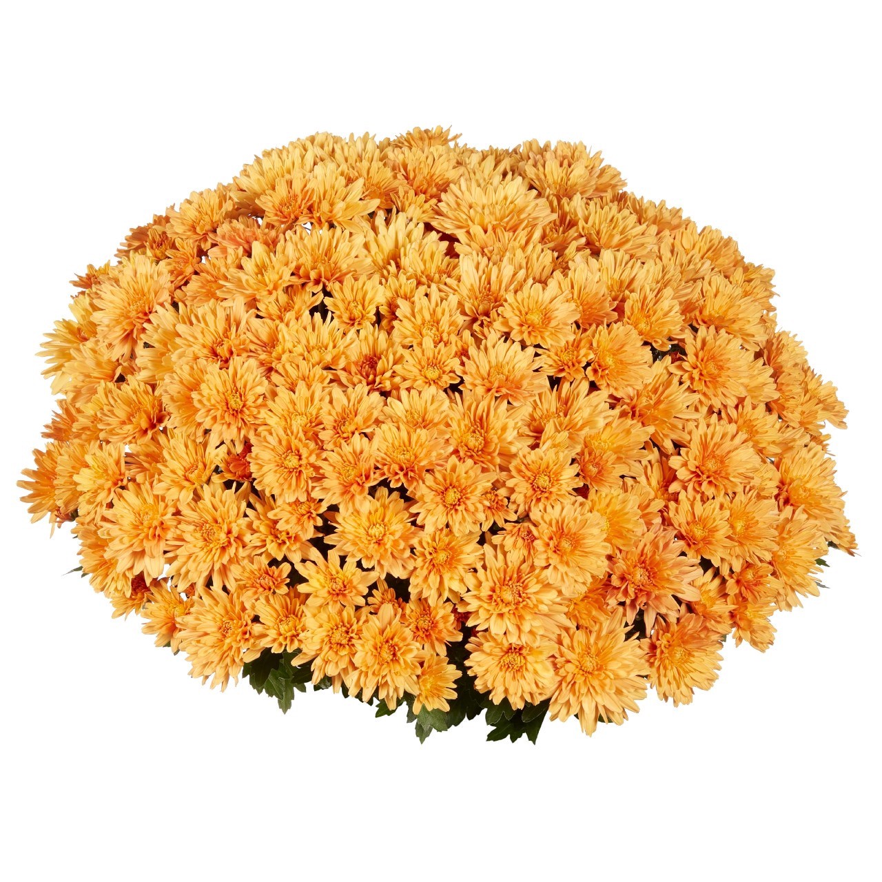 slide 4 of 4, Lowe's Orange Mum in 1 Gallon(s) Pot 1 -Pack, 1 ct