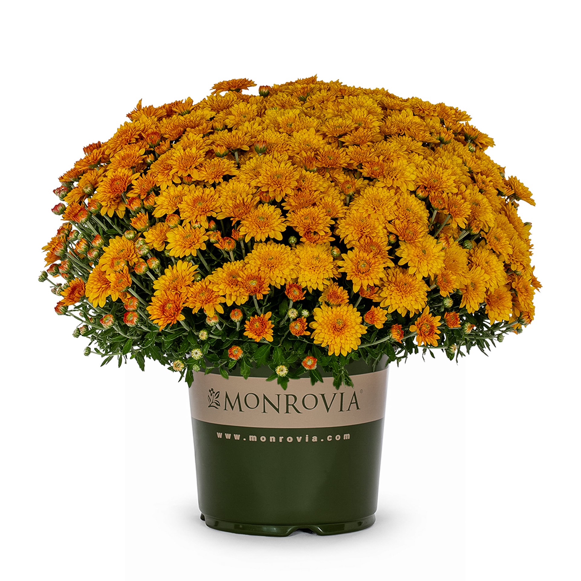 slide 1 of 4, Lowe's Orange Mum in 1 Gallon(s) Pot 1 -Pack, 1 ct