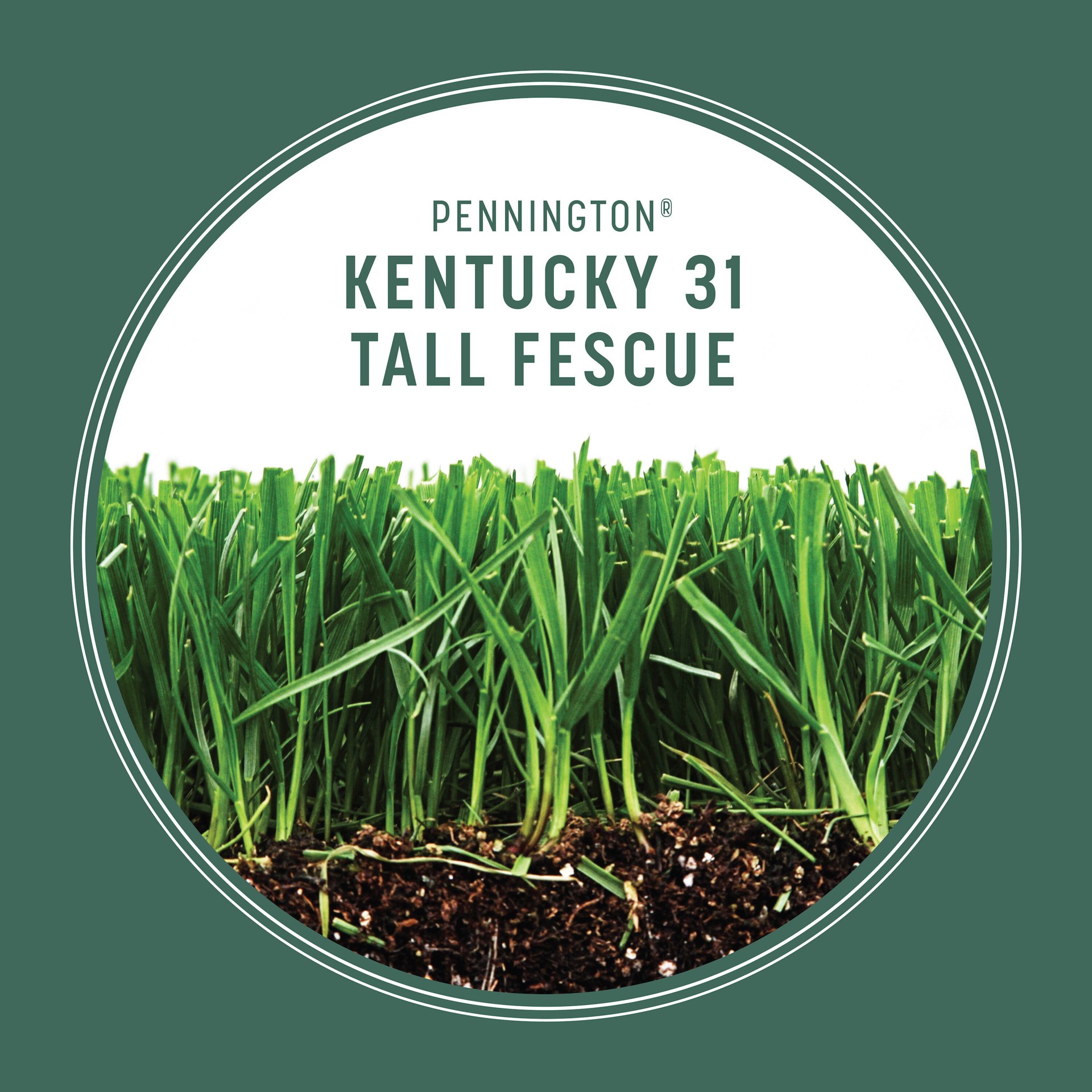 slide 4 of 6, Pennington Kentucky 31 3-lb Tall Fescue Grass Seed, 1 ct