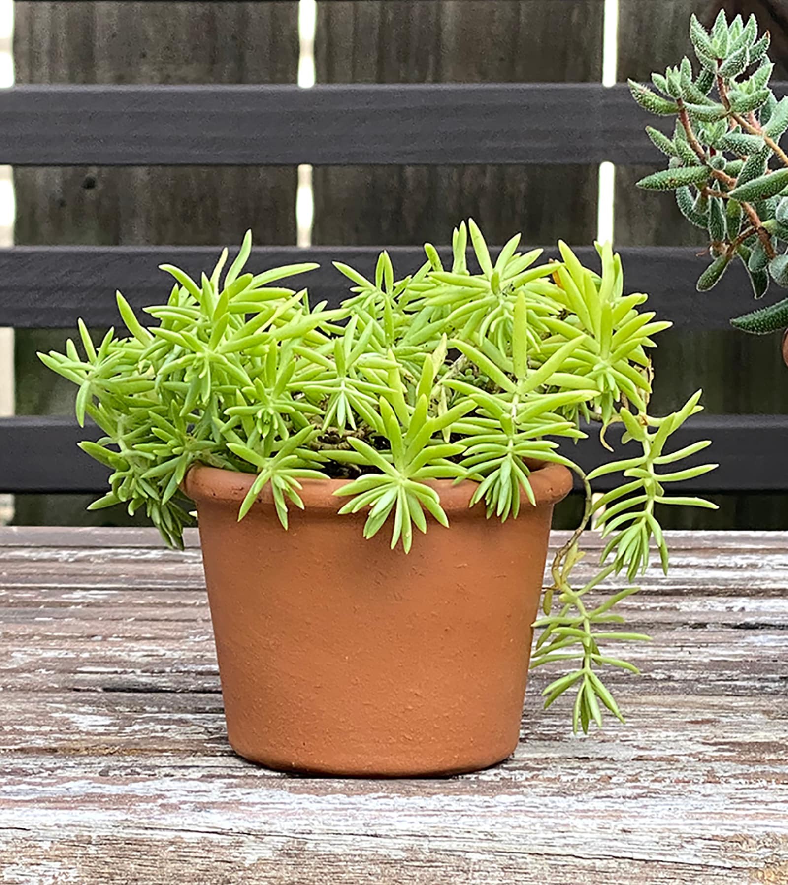 slide 2 of 6, Pennington 3.5-in W x 3.5-in L Orange Clay Indoor/Outdoor Planter, 1 ct