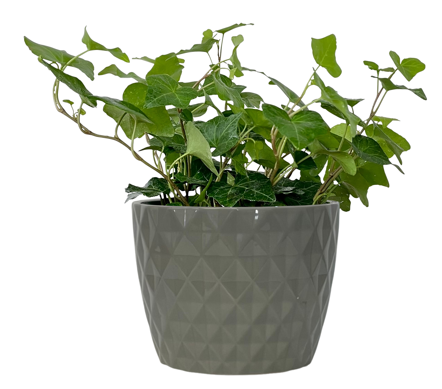 slide 1 of 1, Ivy House Plant in 1.41-Quart Planter, 1 ct
