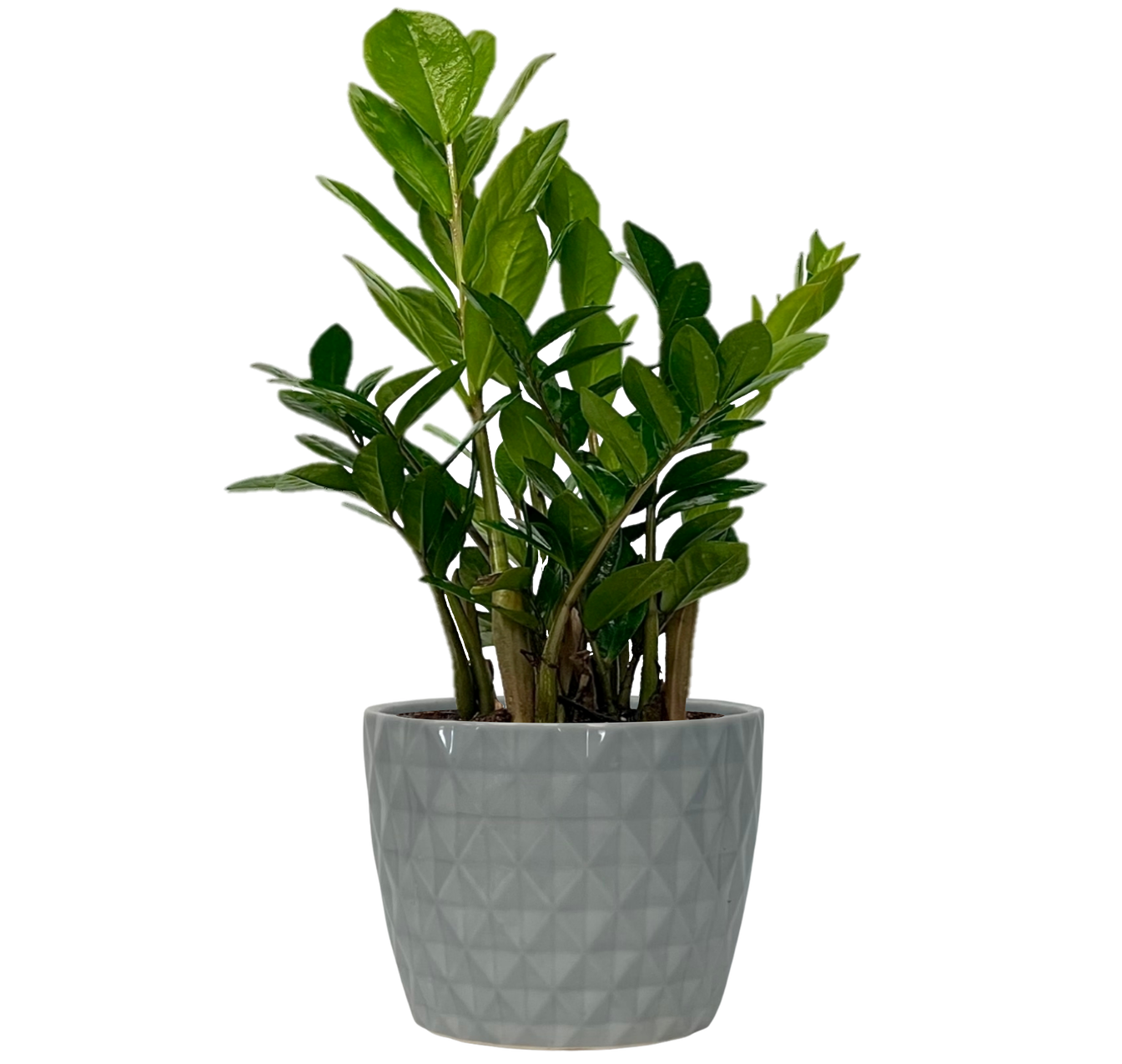 slide 1 of 1, Zz Plant House Plant in 1.41-Quart Planter, 1 ct
