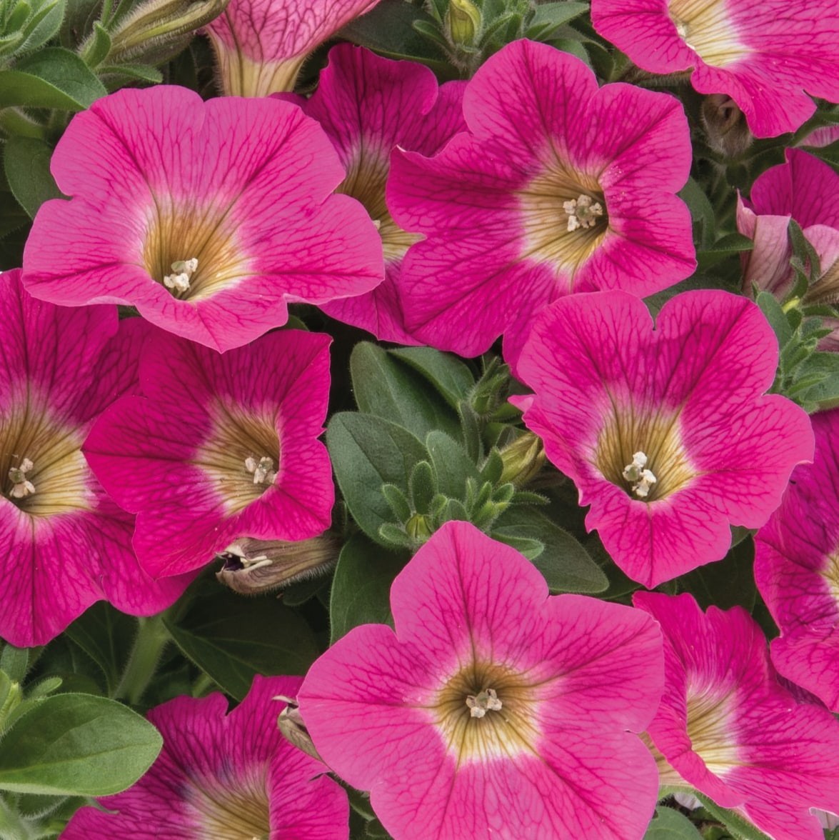 slide 2 of 4, Lowe's Multicolor Petunia in 2 Quart(s) Planter 1 -Pack, 1 ct