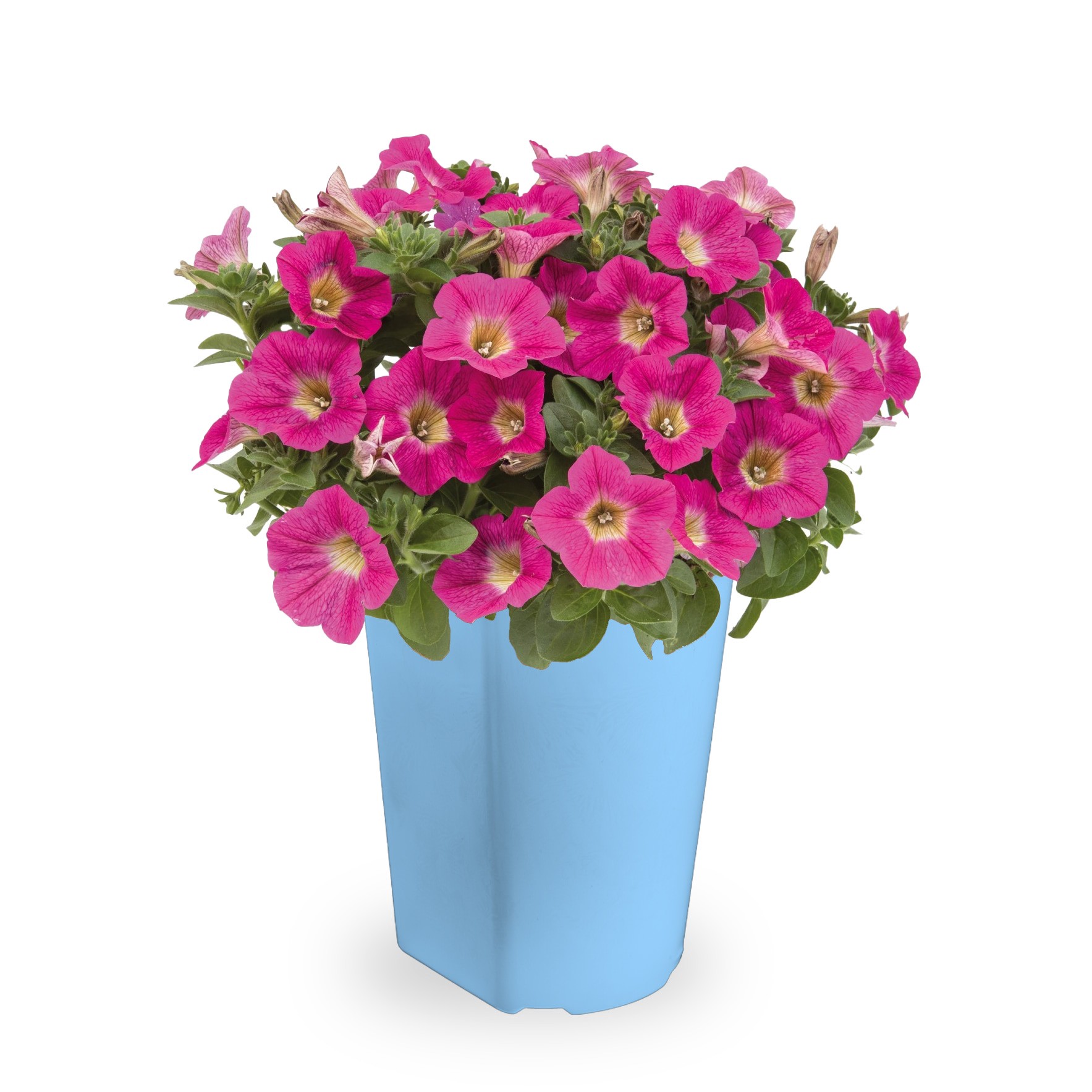 slide 1 of 4, Lowe's Multicolor Petunia in 2 Quart(s) Planter 1 -Pack, 1 ct