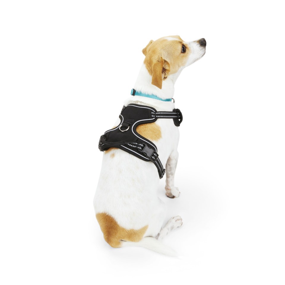 slide 4 of 5, EveryYay Multiple colors/finishes Dog harness , Medium, 1 ct