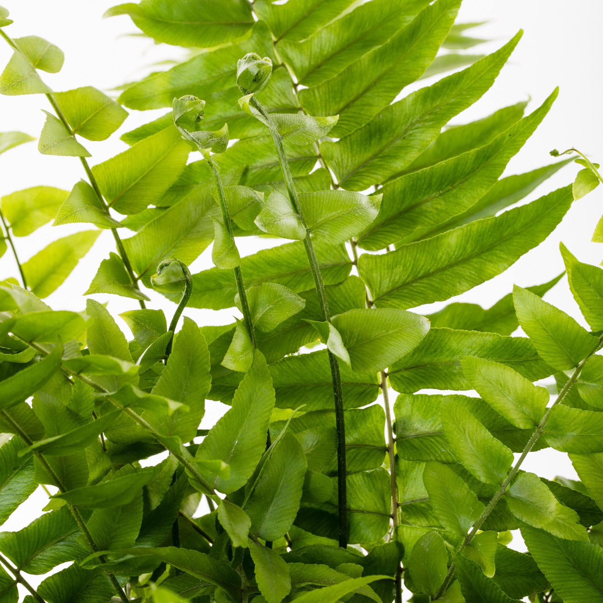 slide 2 of 2, Lowe's Macho Fern, 1 ct