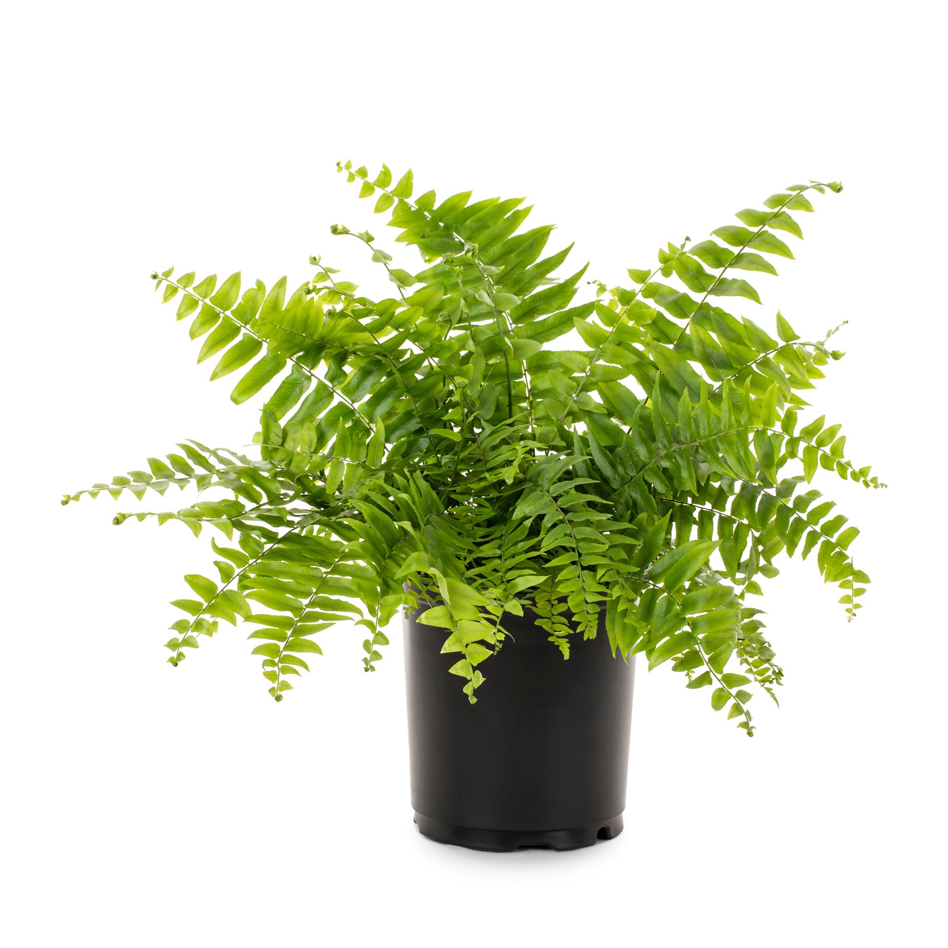 slide 1 of 2, Lowe's Macho Fern, 1 ct