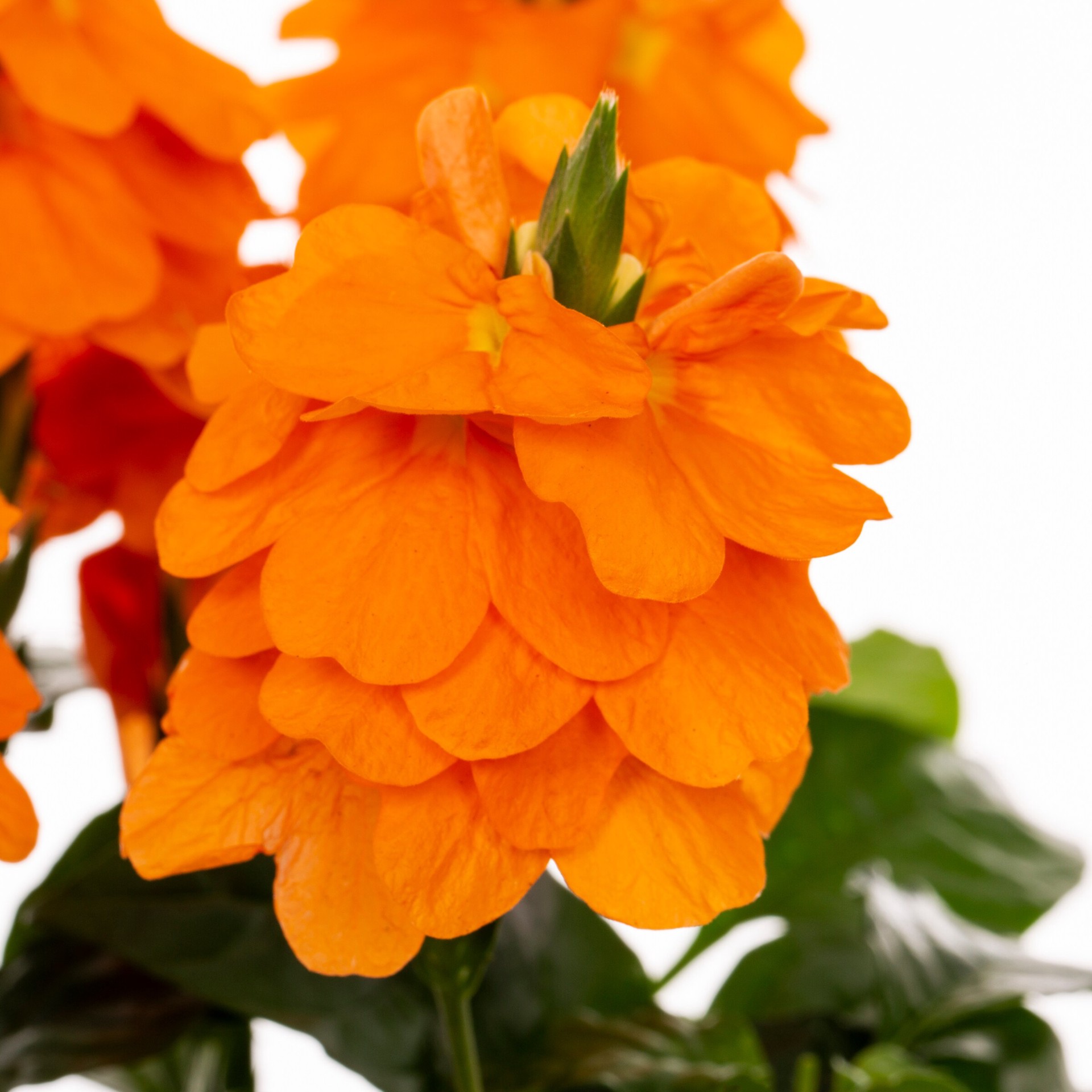 slide 2 of 2, Lowe's Orange Crossandra in 2.50 Quart(s) Pot 1 -Pack, 1 ct