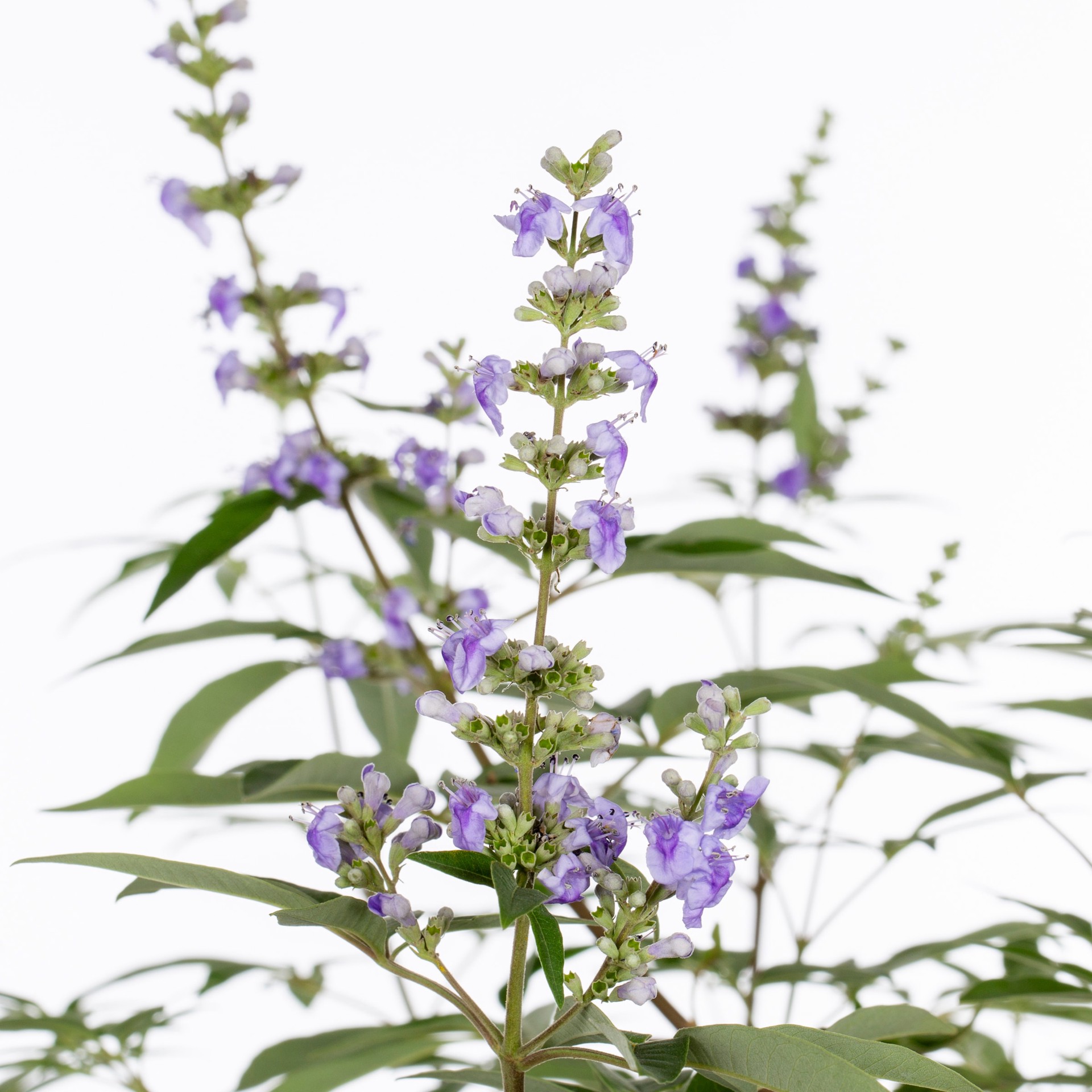 slide 2 of 4, Lowe's Purple Russian Sage Plant in 3.58 -Gallon Pot 1 -Pack, 1 ct