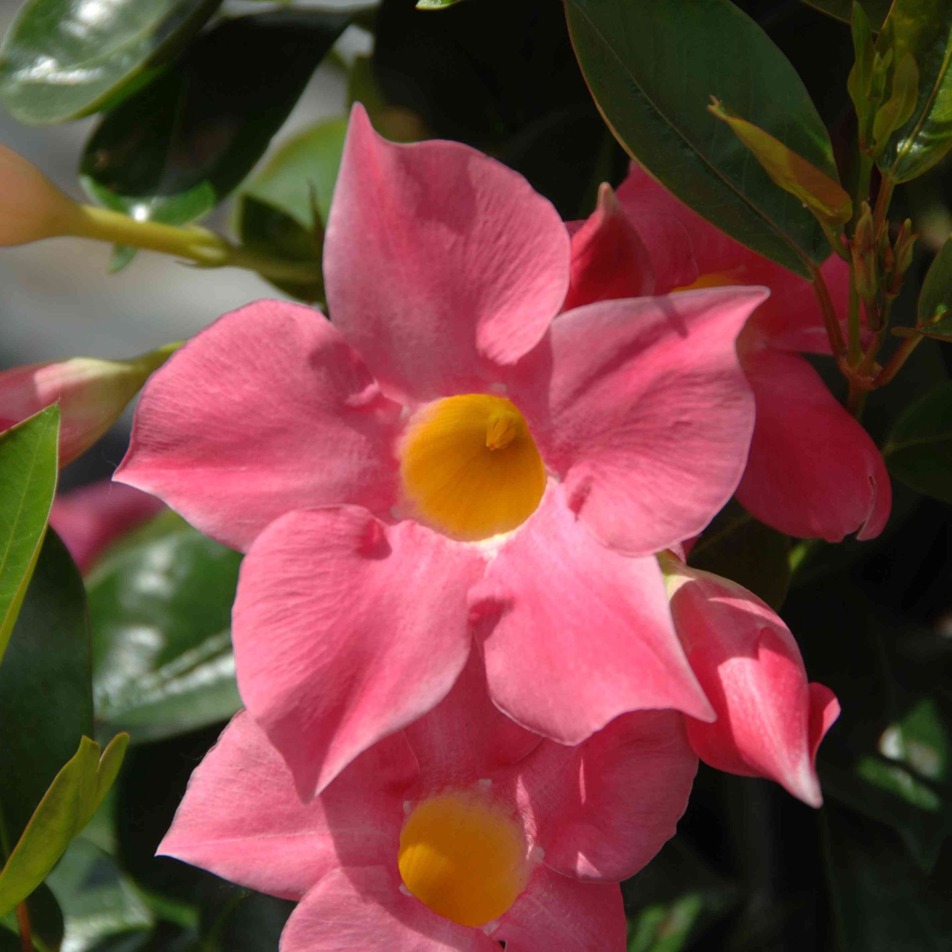 slide 2 of 4, Lowe's Pink Mandevilla Plant in 2.5 -Quart Pot 1 -Pack, 1 ct