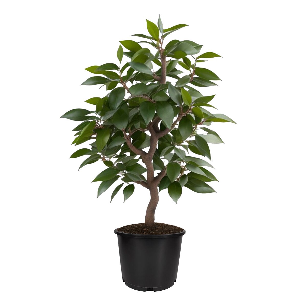 slide 1 of 2, Lowe's Orange Plant, 1 ct